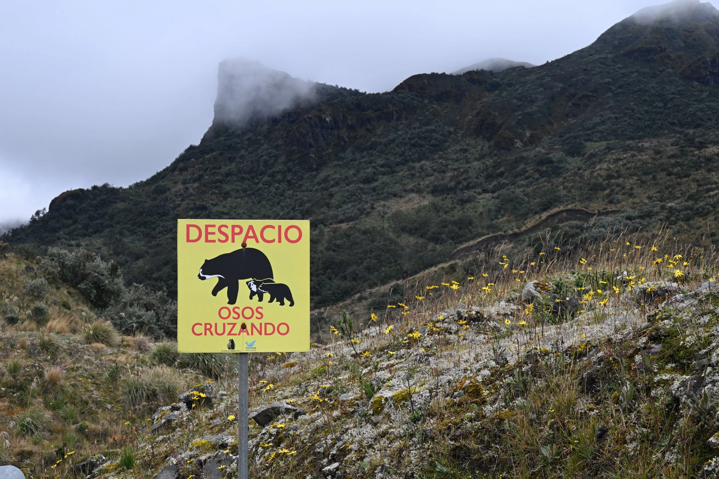 bears??? seriously?