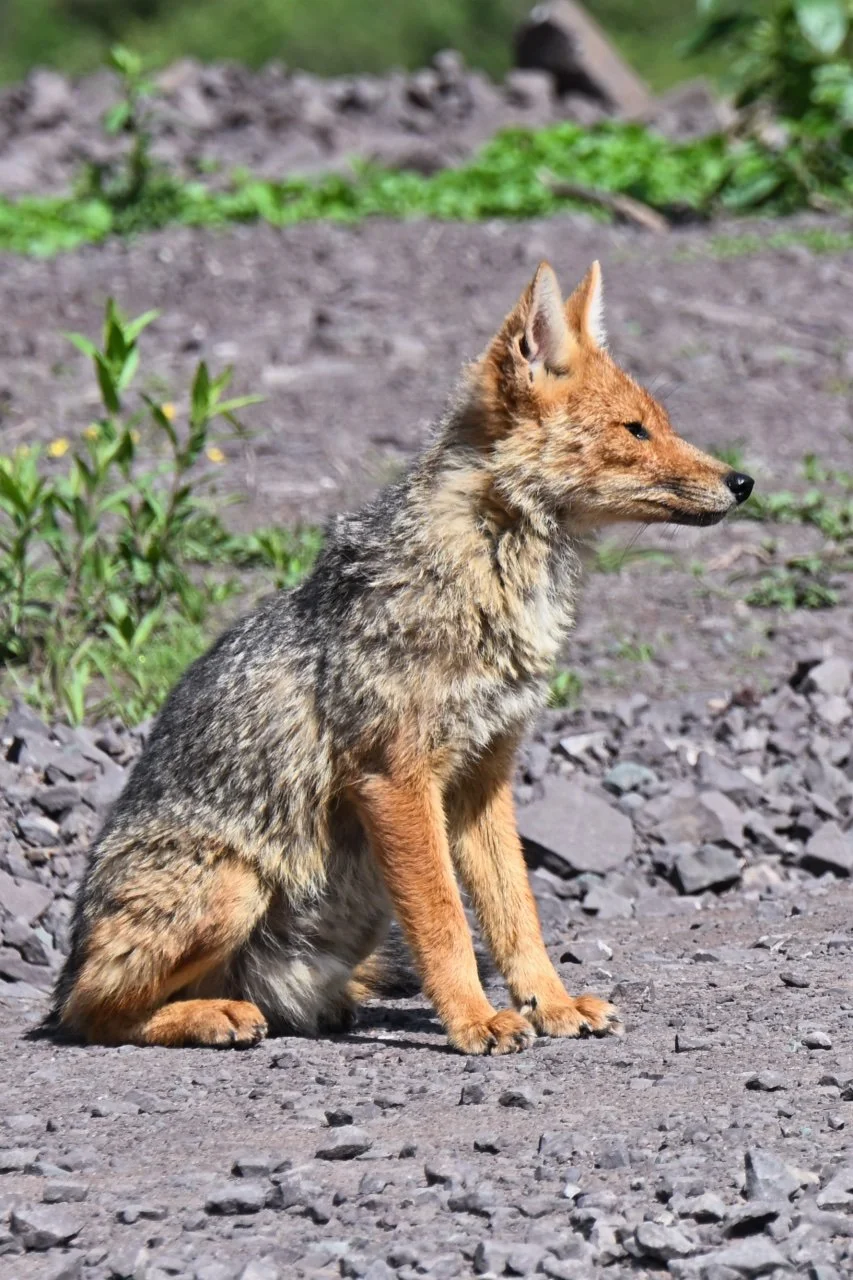  this guy was sitting on the side of the road. Just waiting for me to talk to him.