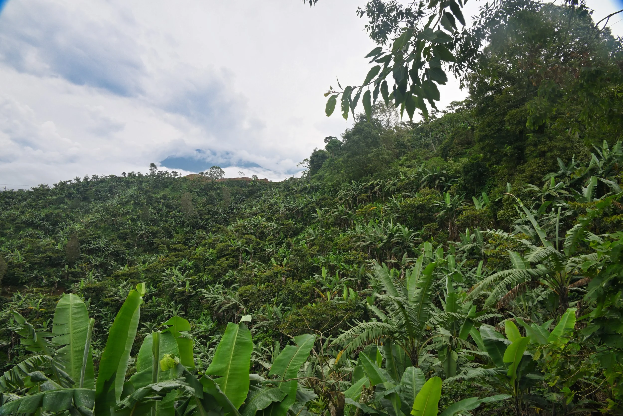 very lush with all that rain