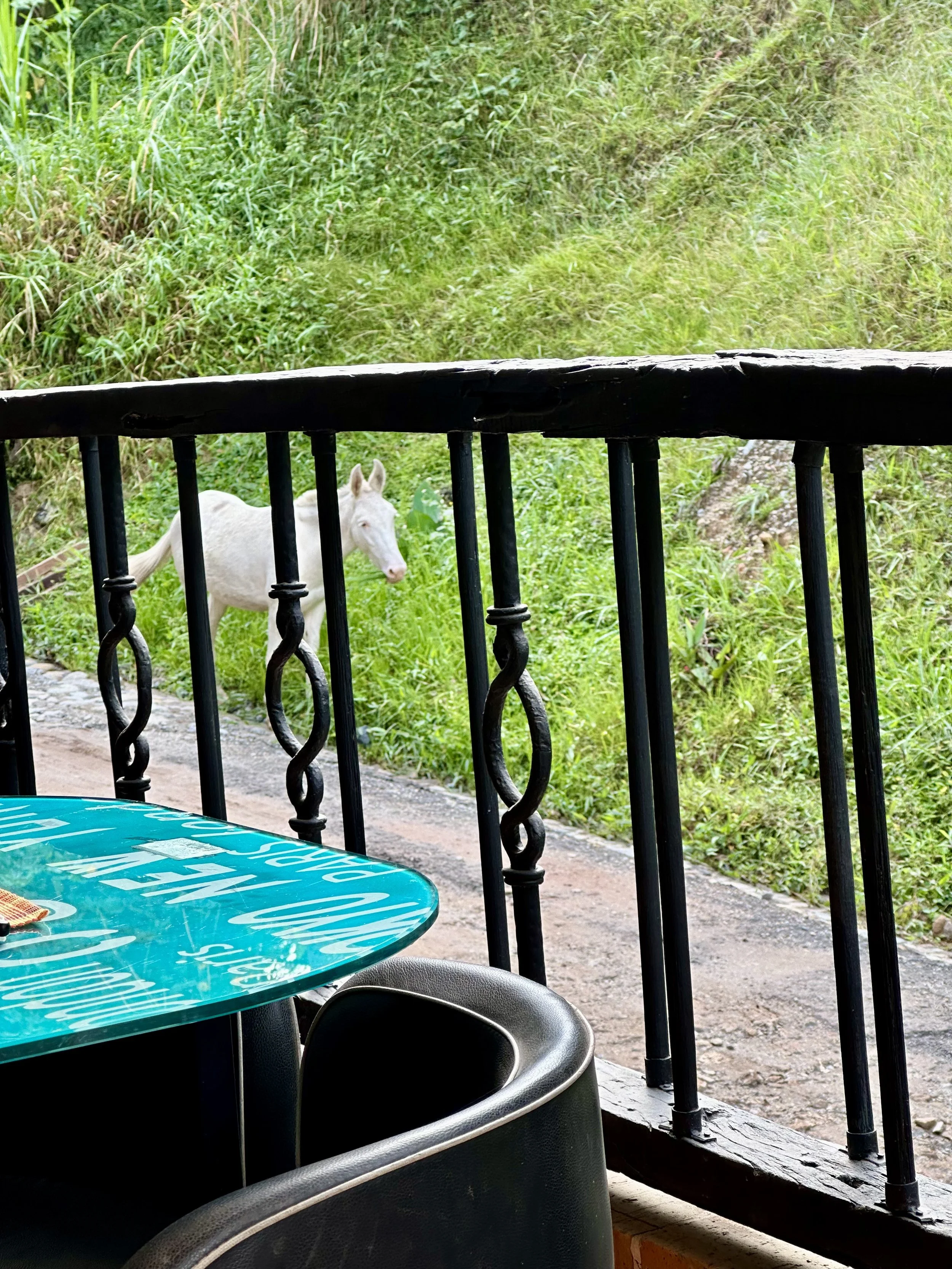 having breakfast and there are horses running on the street