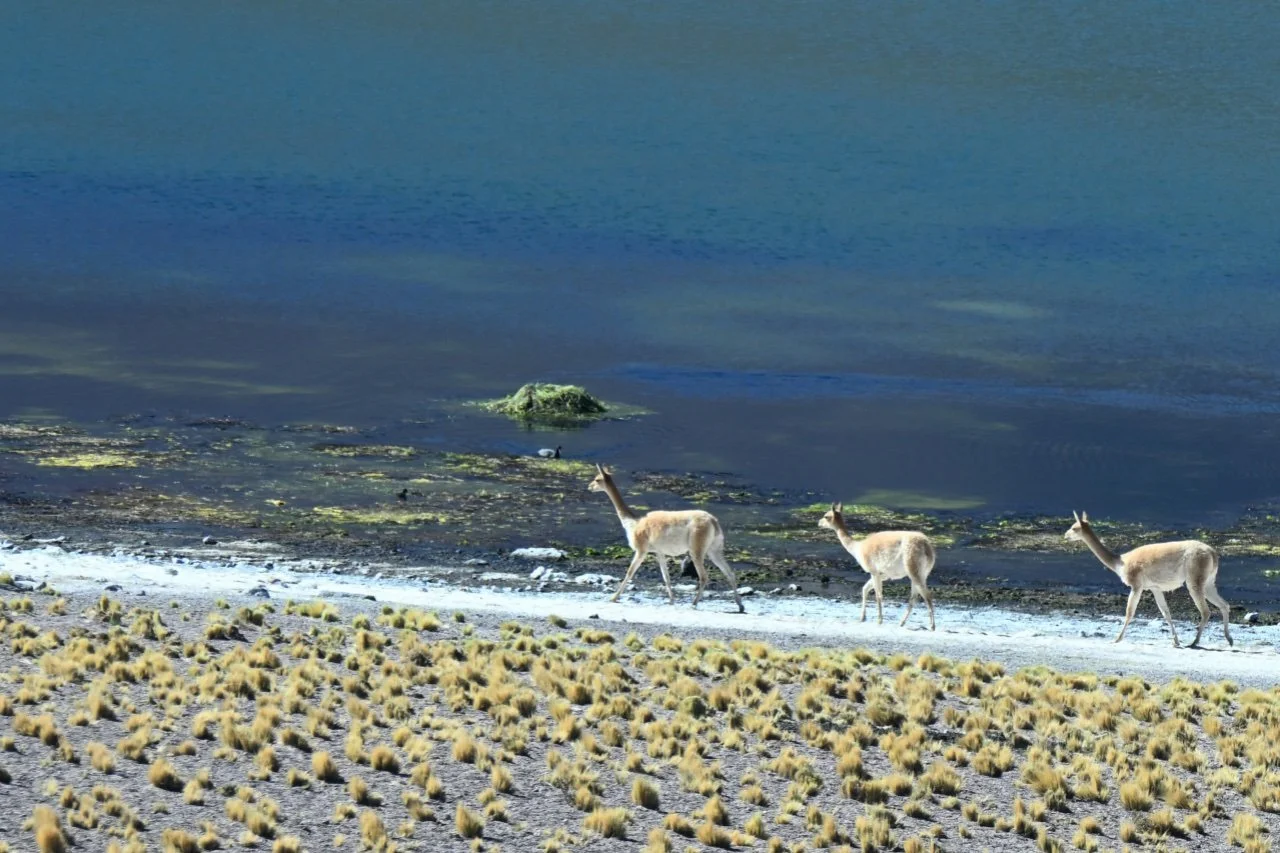  vicunas going for a walk