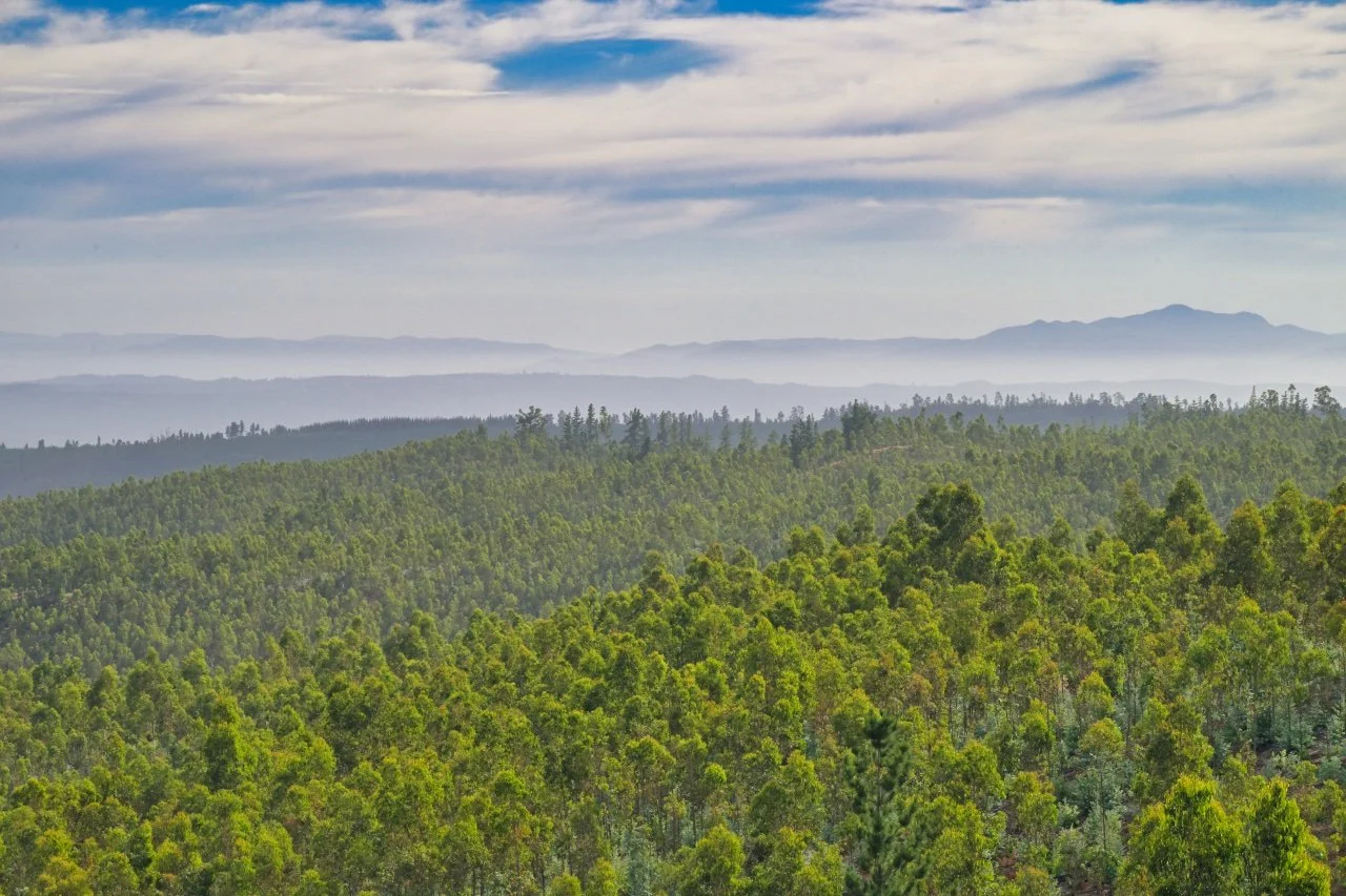  the Hills along the coast