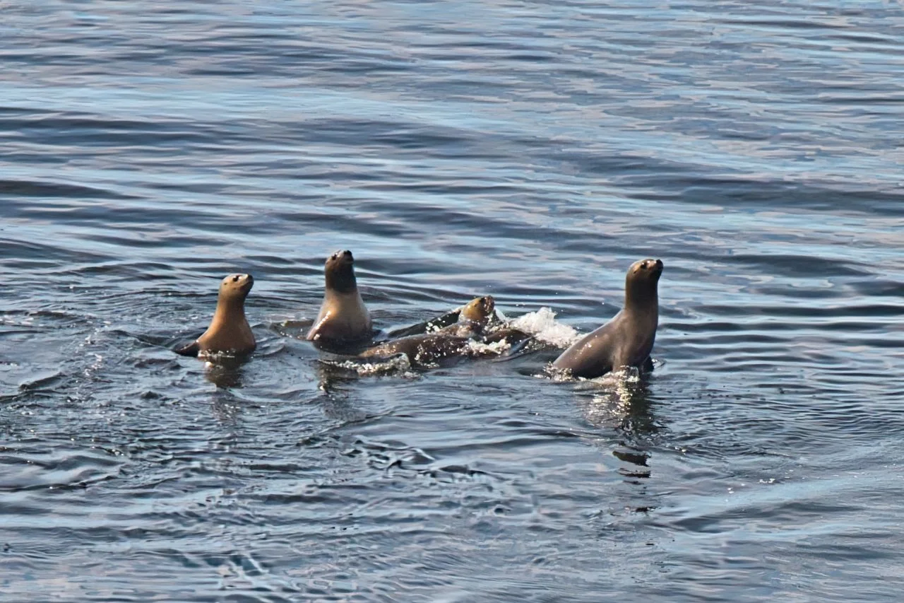  playful seals