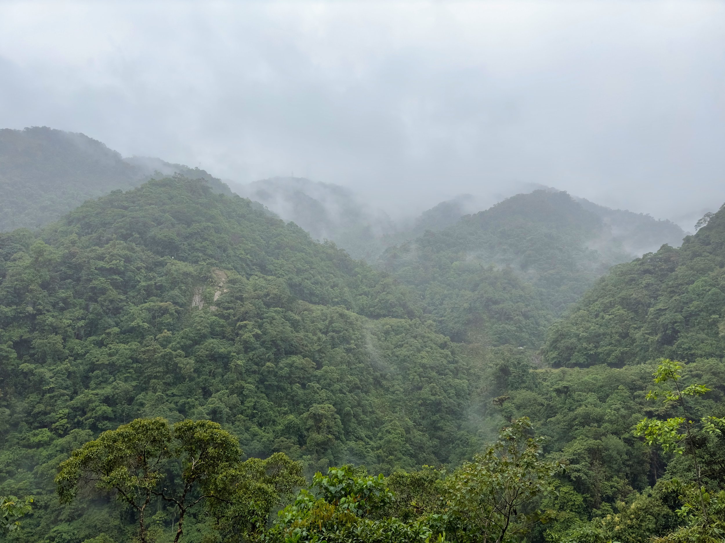 can you spot the road in the jungle?