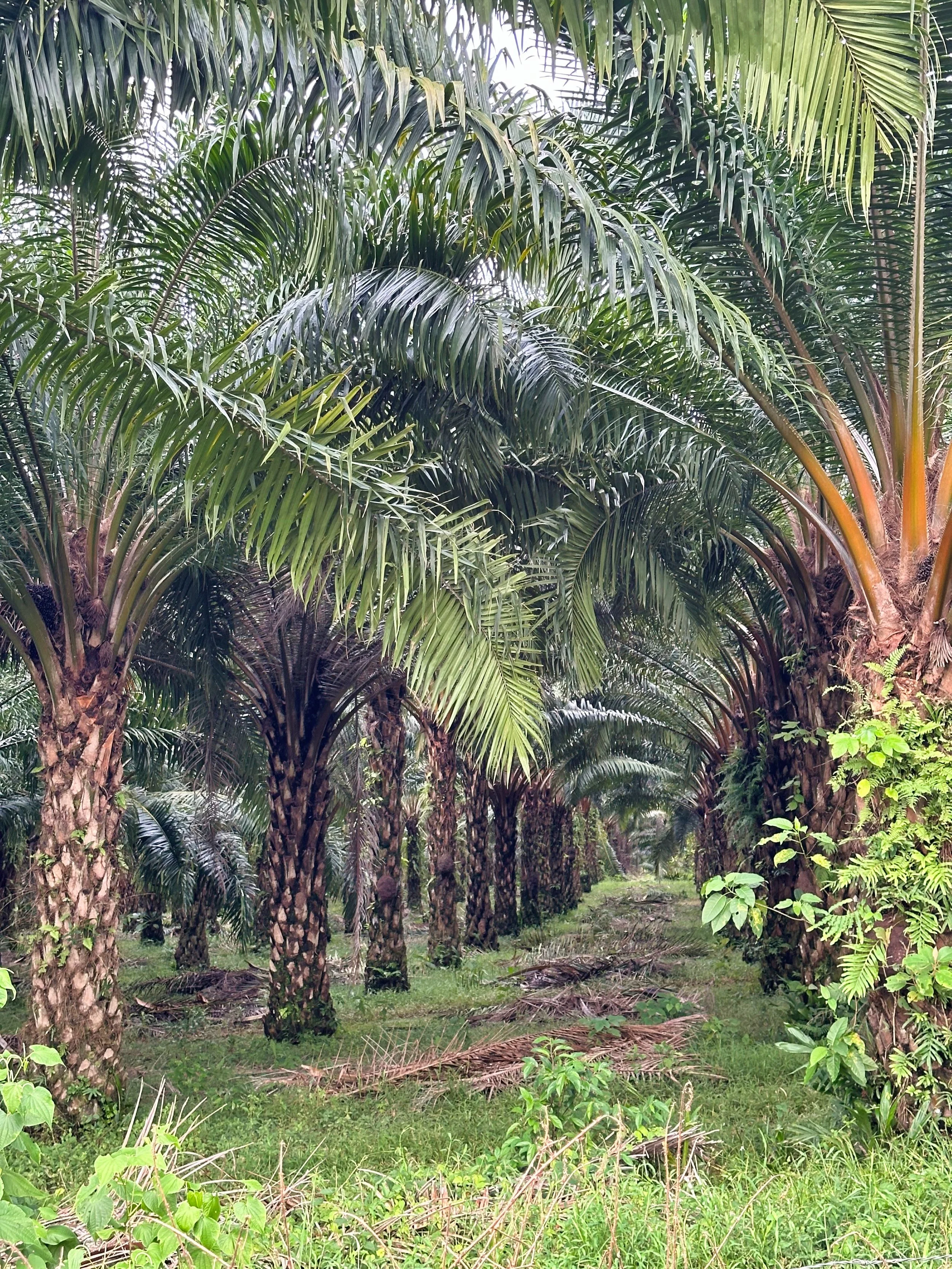 and the palm plantation around