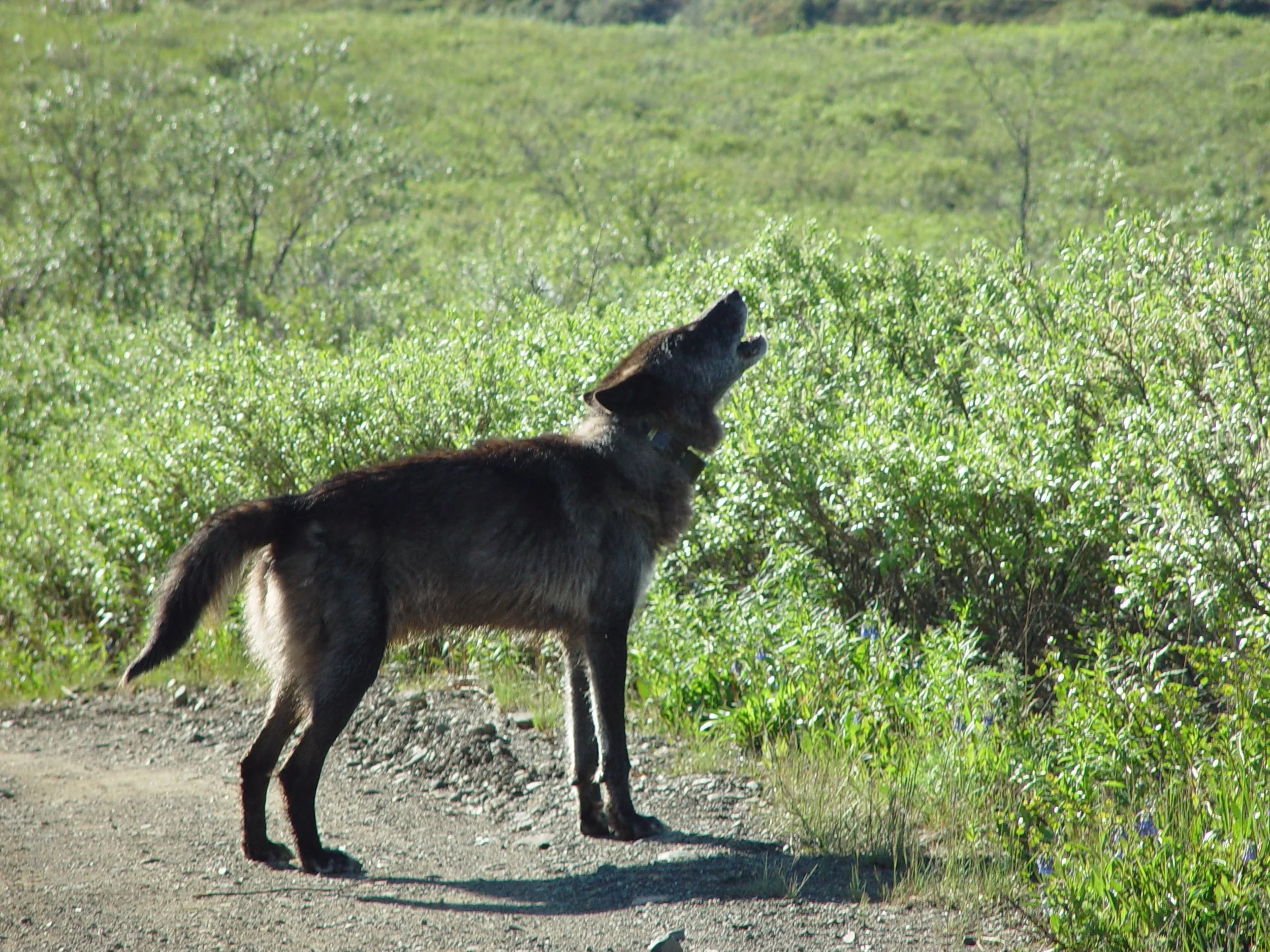 wolf at Denali National Park