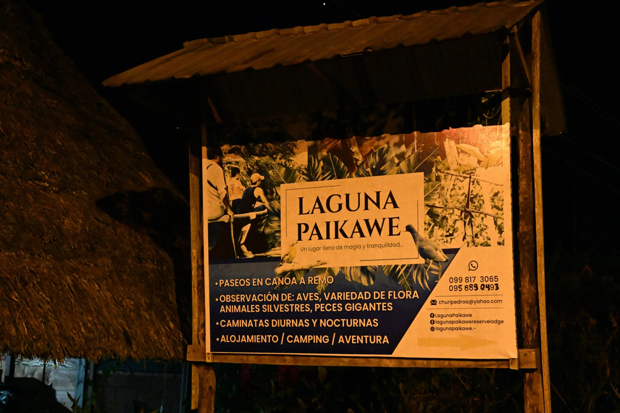 going in the jungle at night 