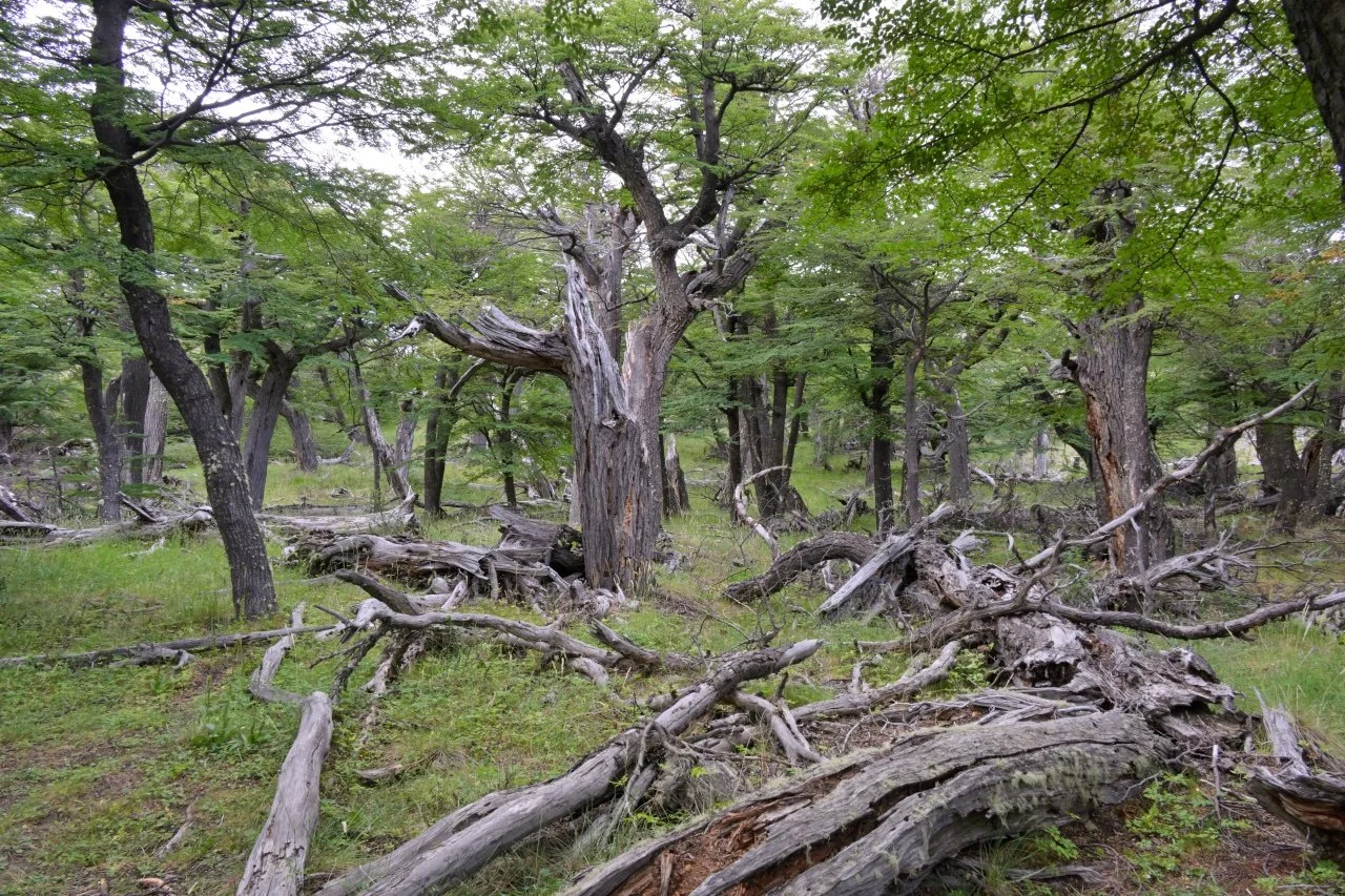  A typical forest in Patagonia