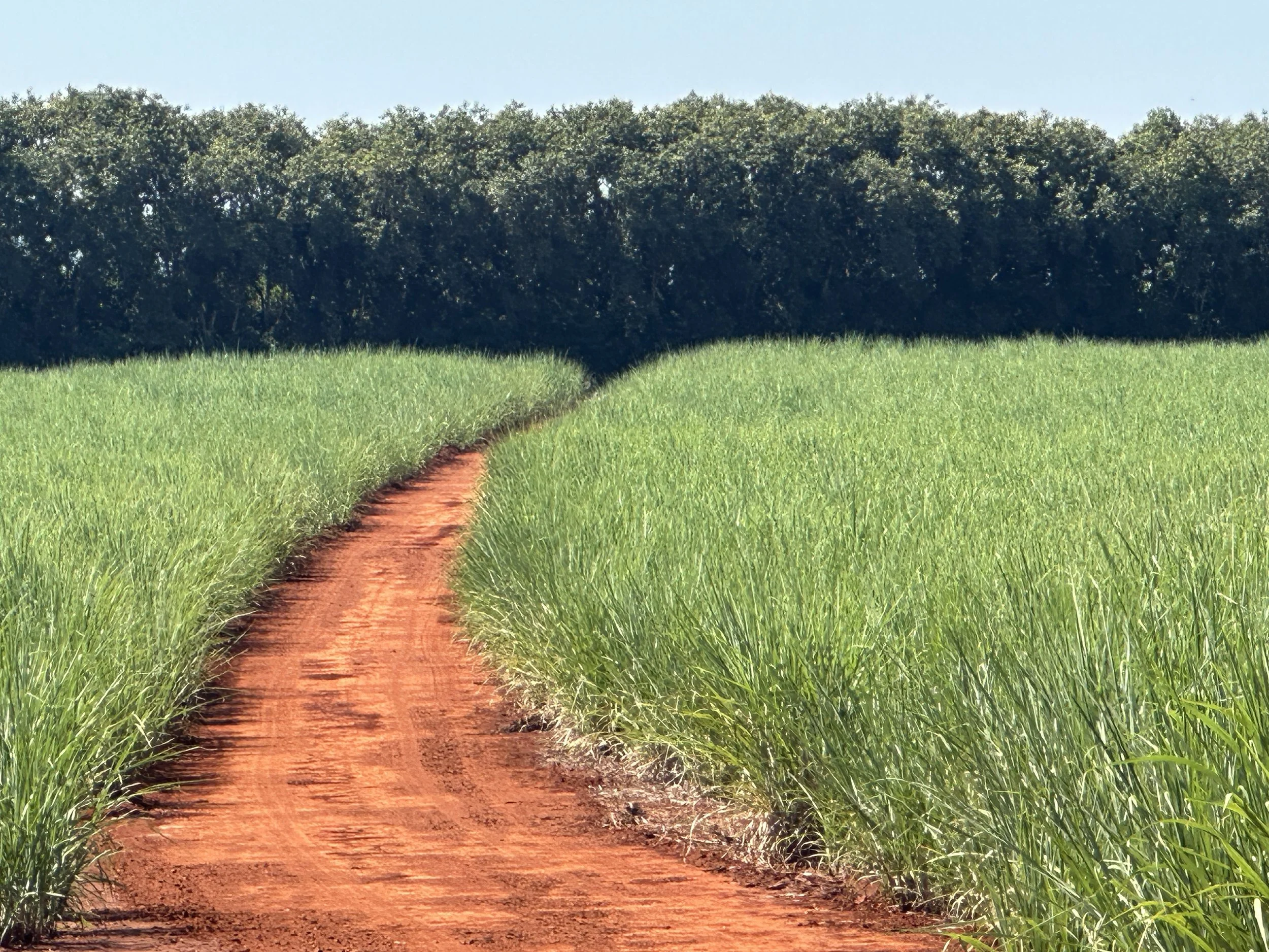 Nice colours, sugarcane Fields