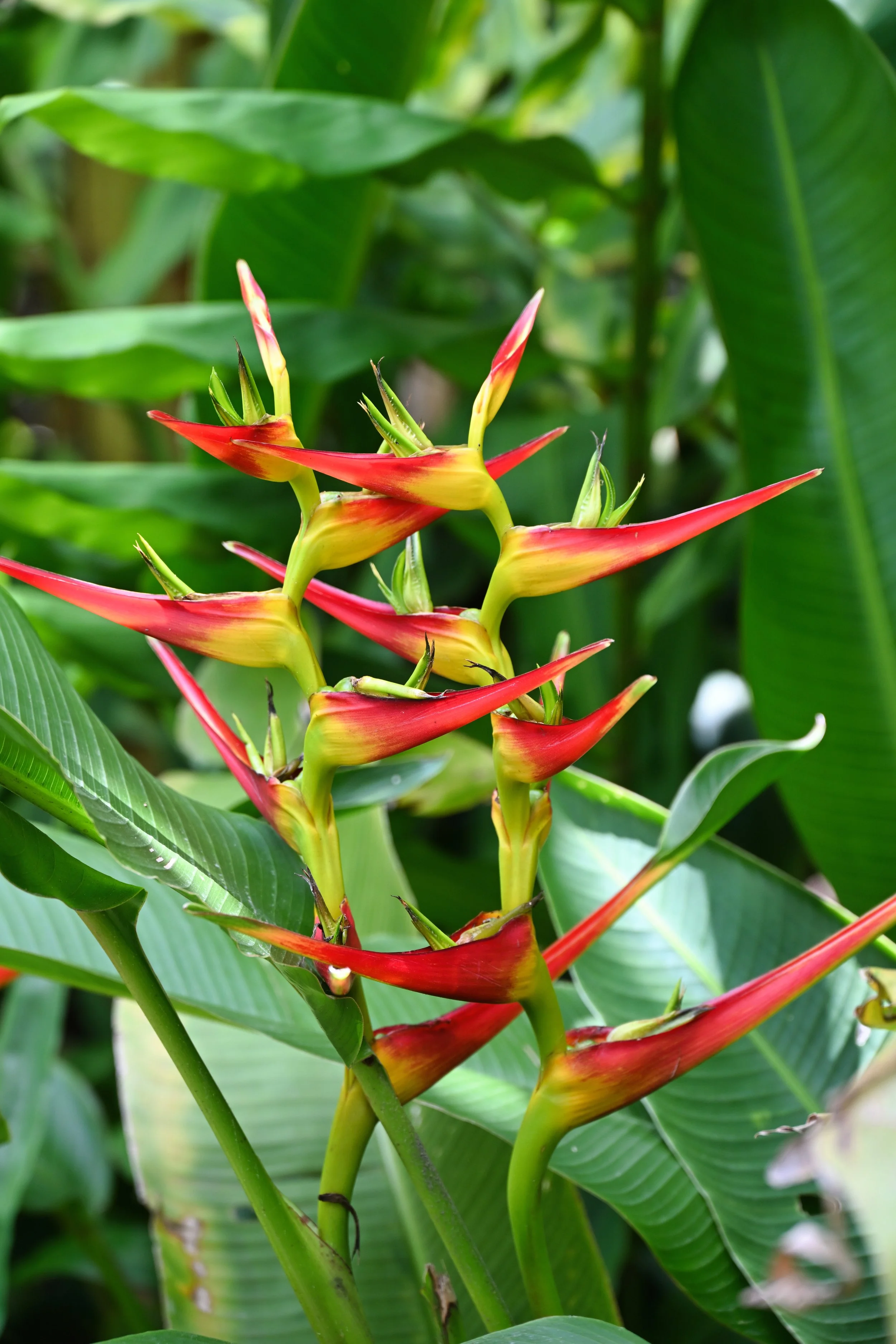 this flower is very photogenic 
