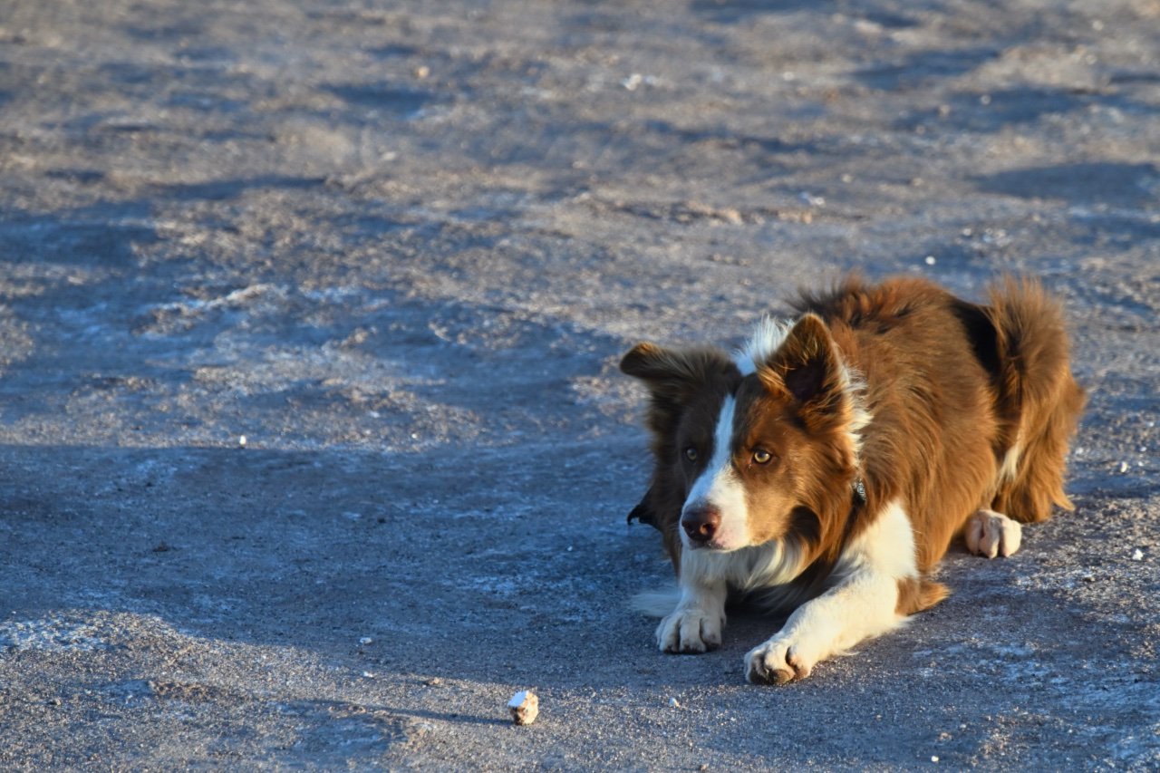 Bastiao, border collie