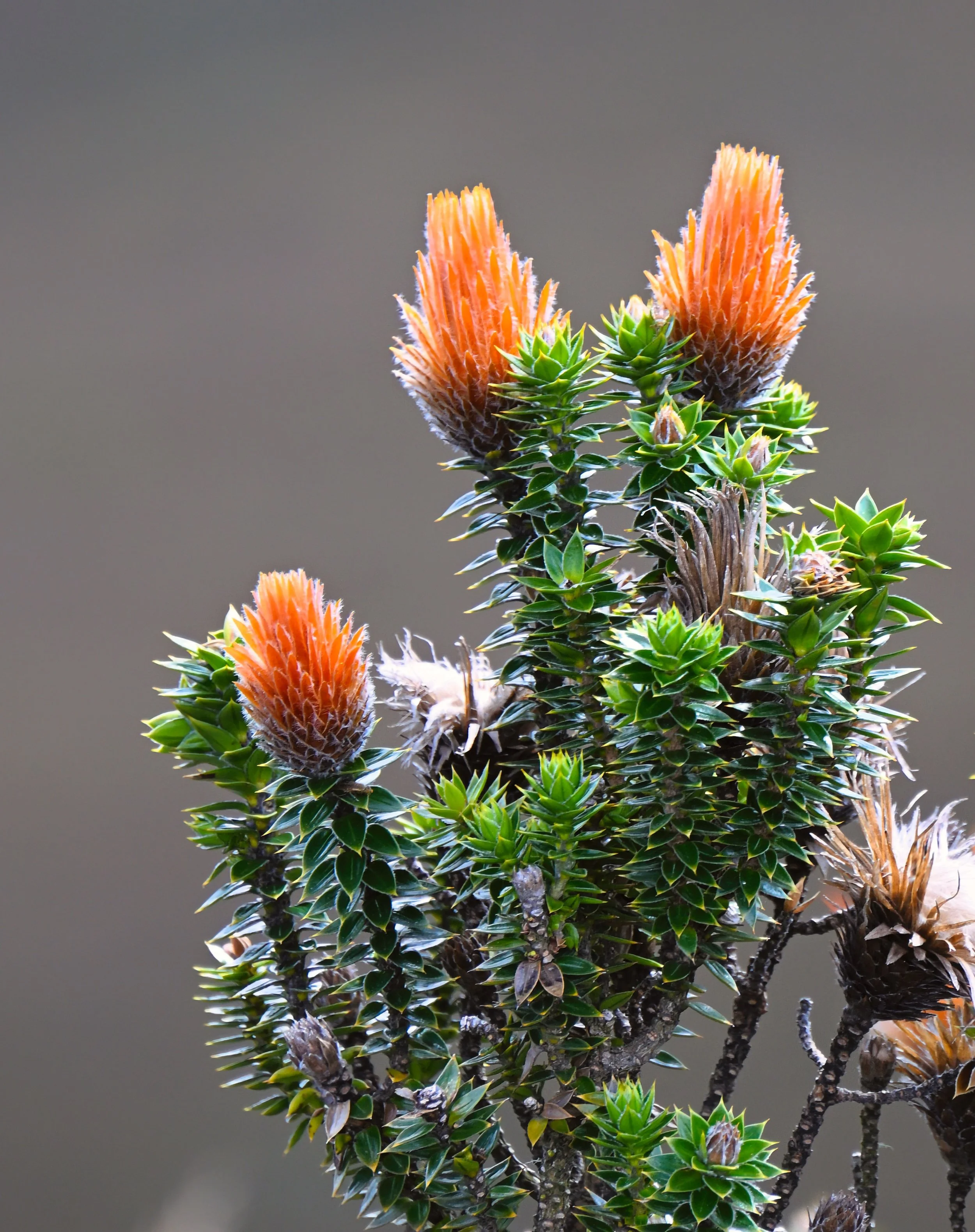 blooming cacti