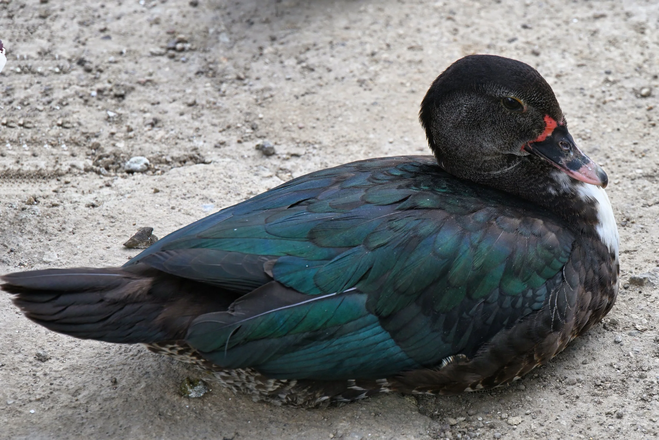 for my duck loving friends 🤭