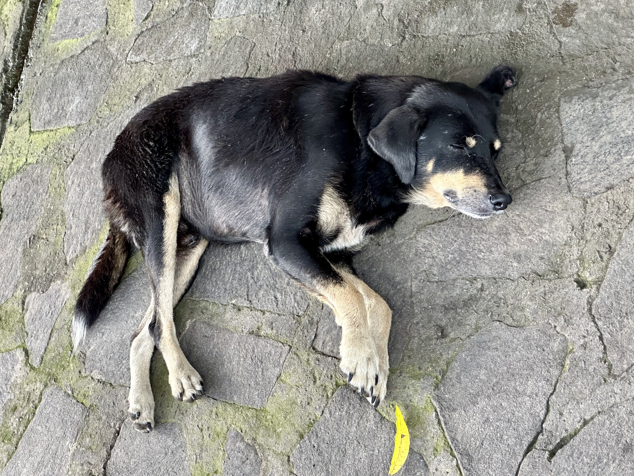 I like his front legs, so proper