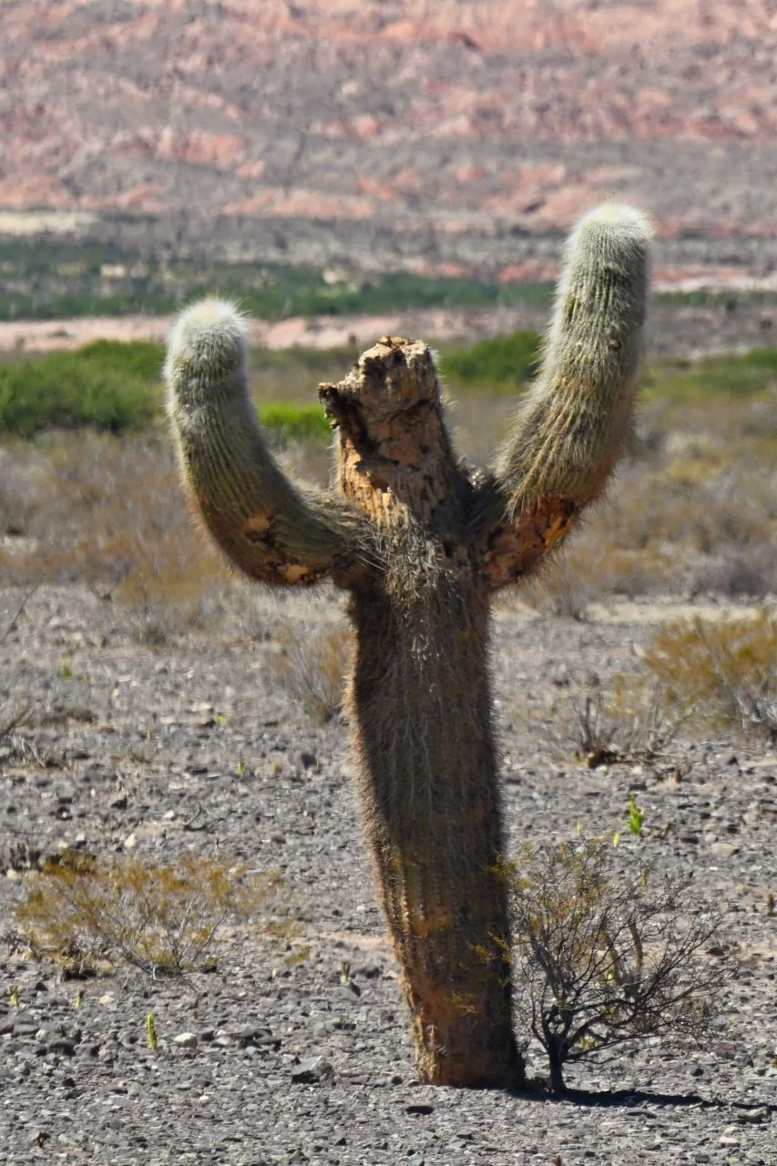 Cactus bear