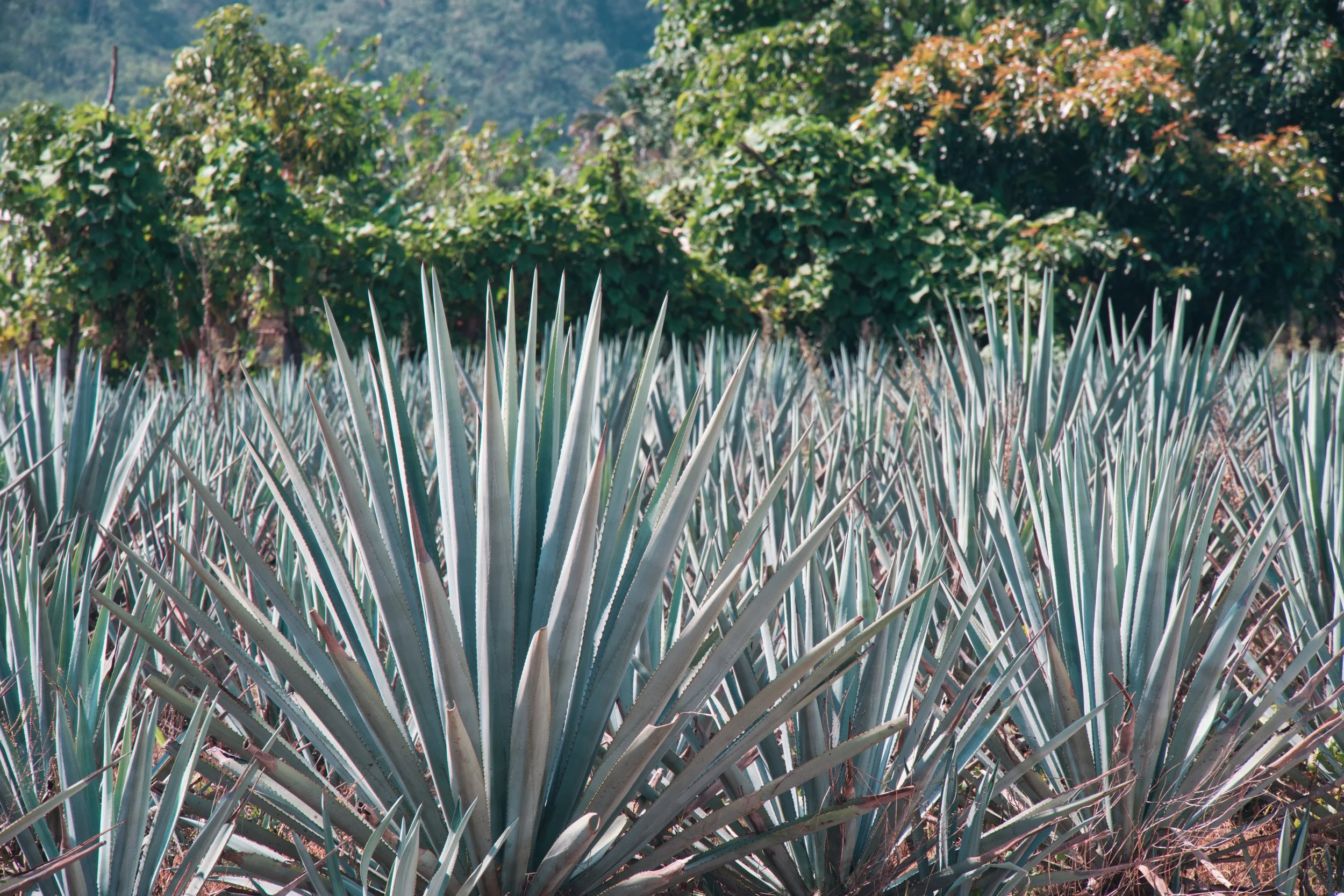 your next batch of tequila