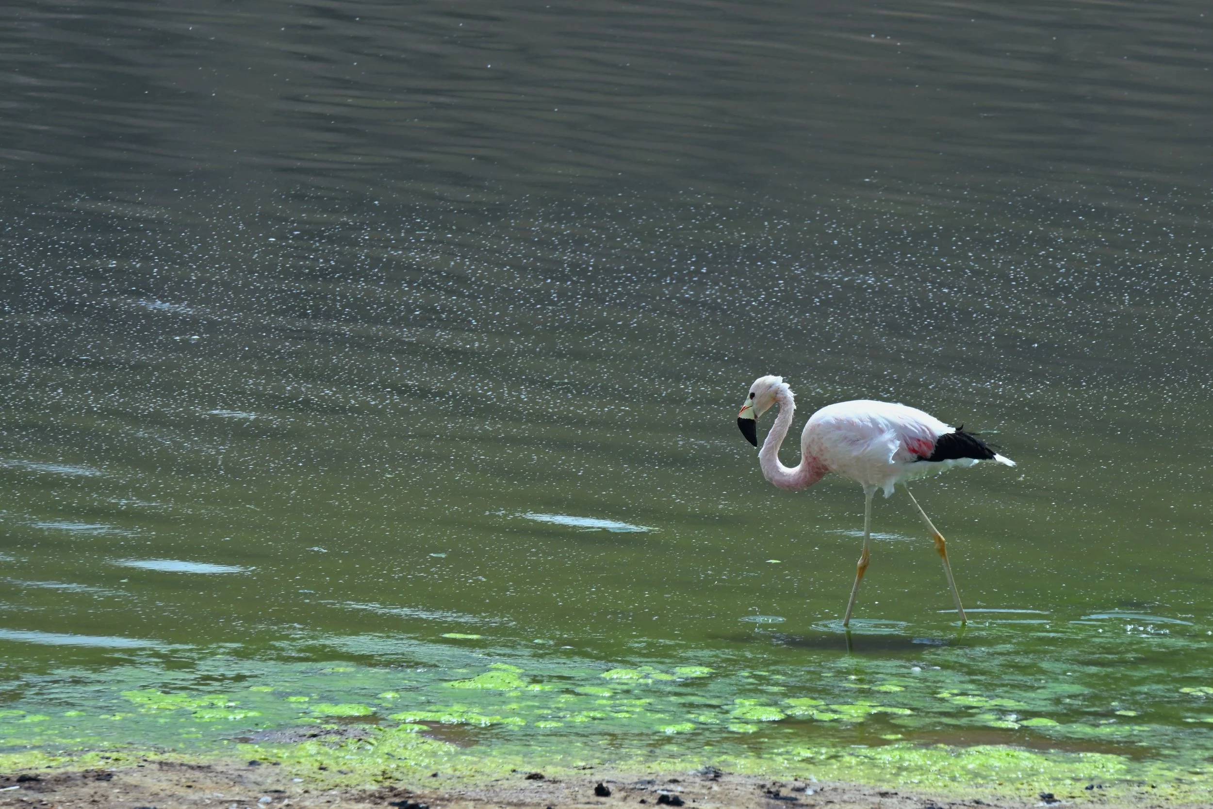  Laguna flamingo