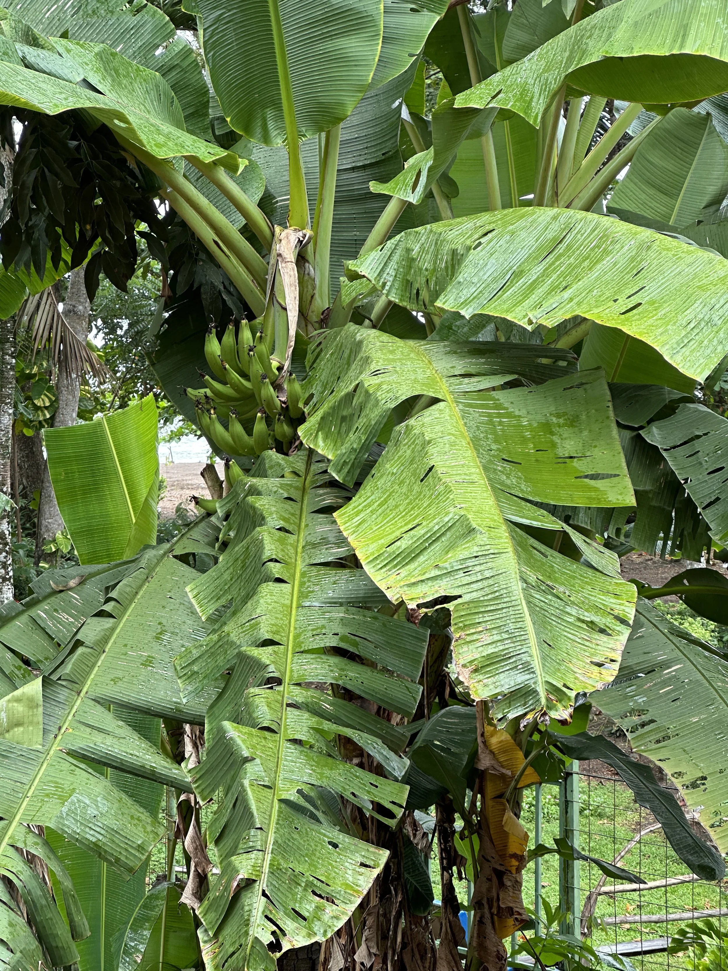 bananas in front of my balcony