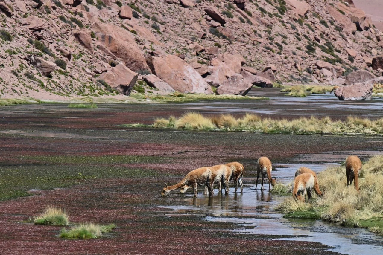 Thirsty vicunas