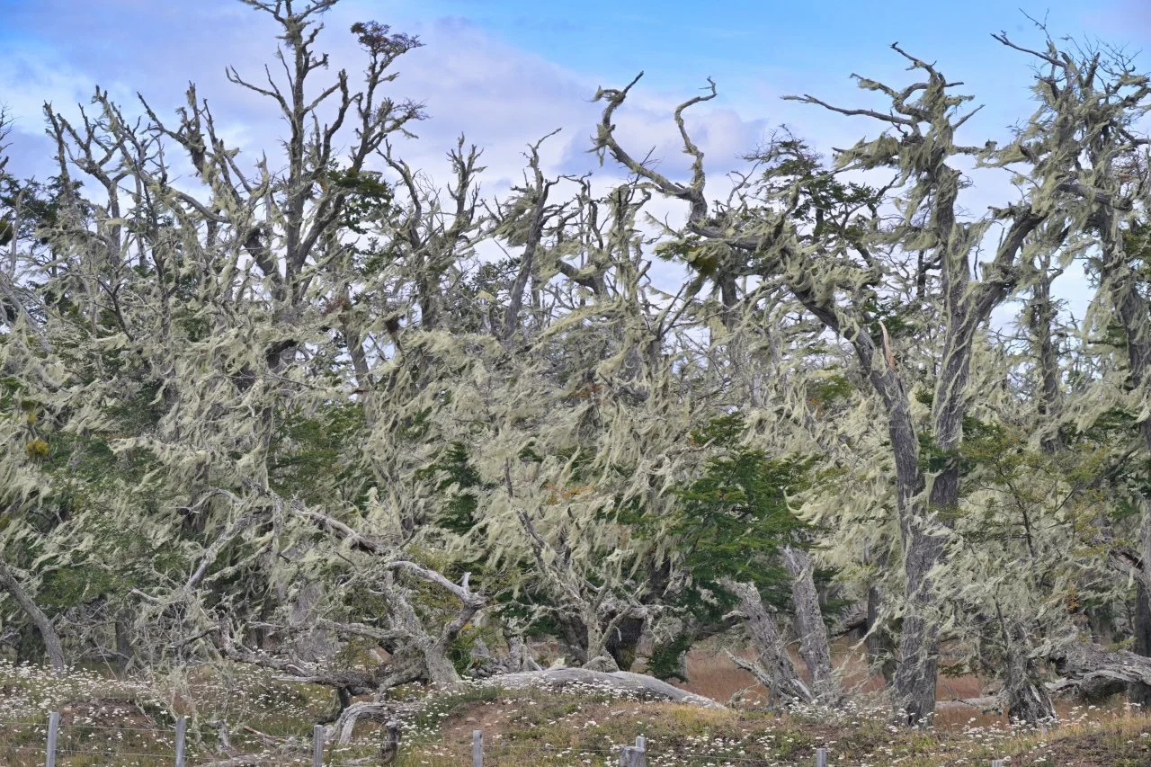  Very tough climate even for trees