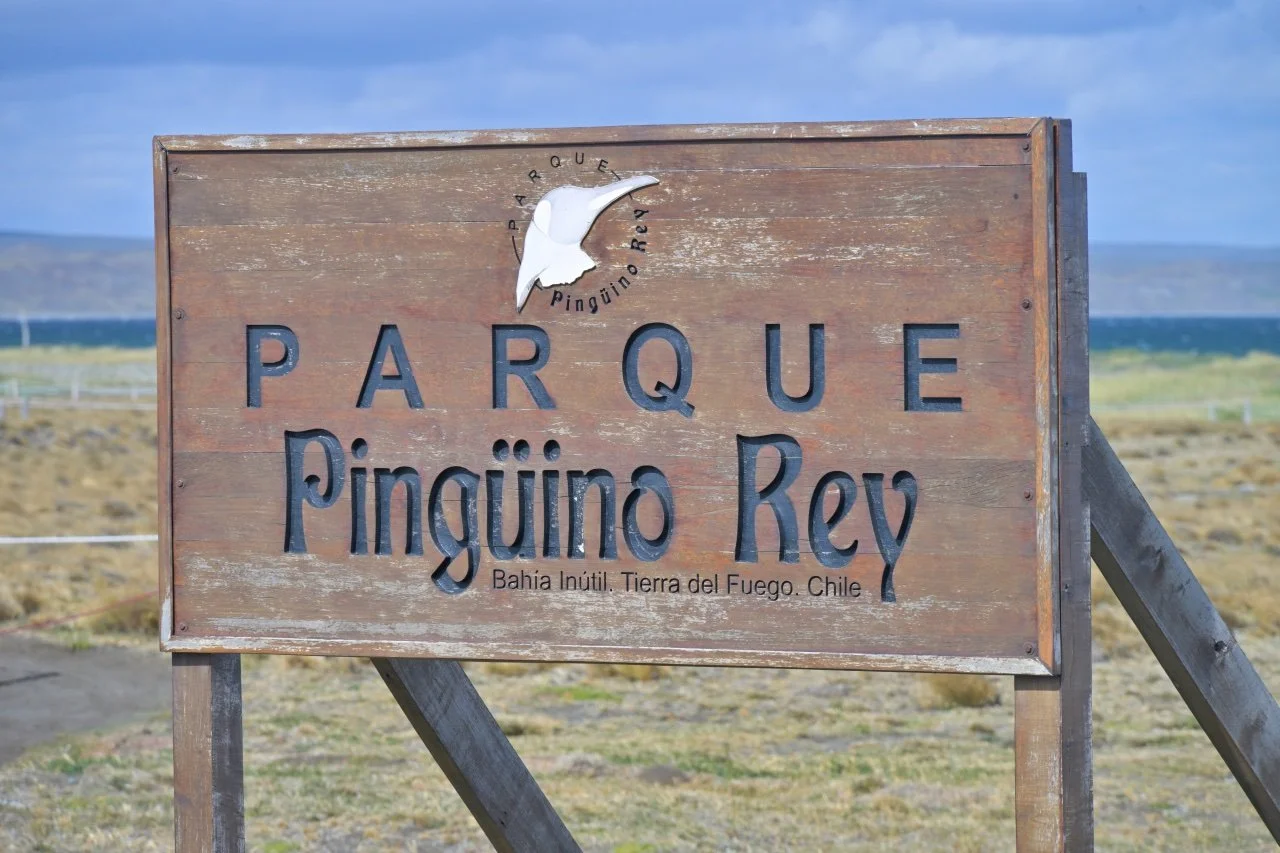 colony of King Penguins