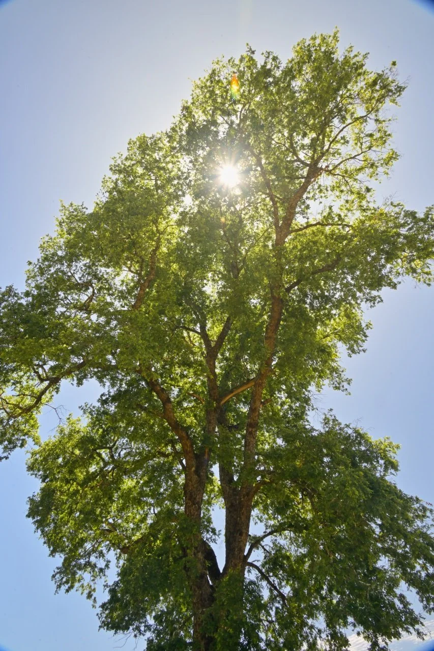  the sun tree
