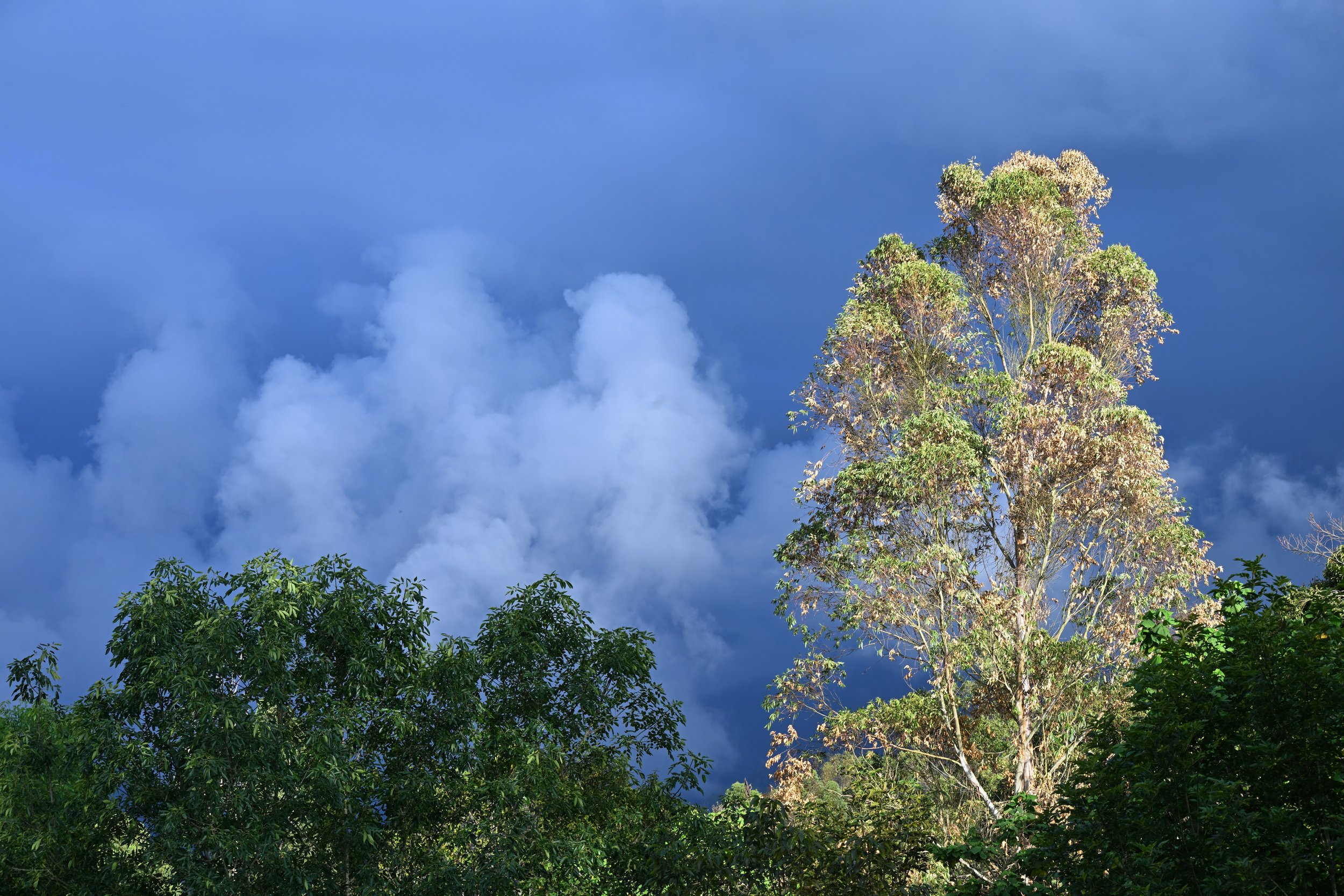 reminds me fall colours back home