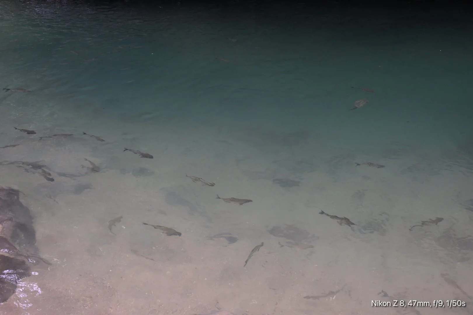 water is clear enough for fishes ...