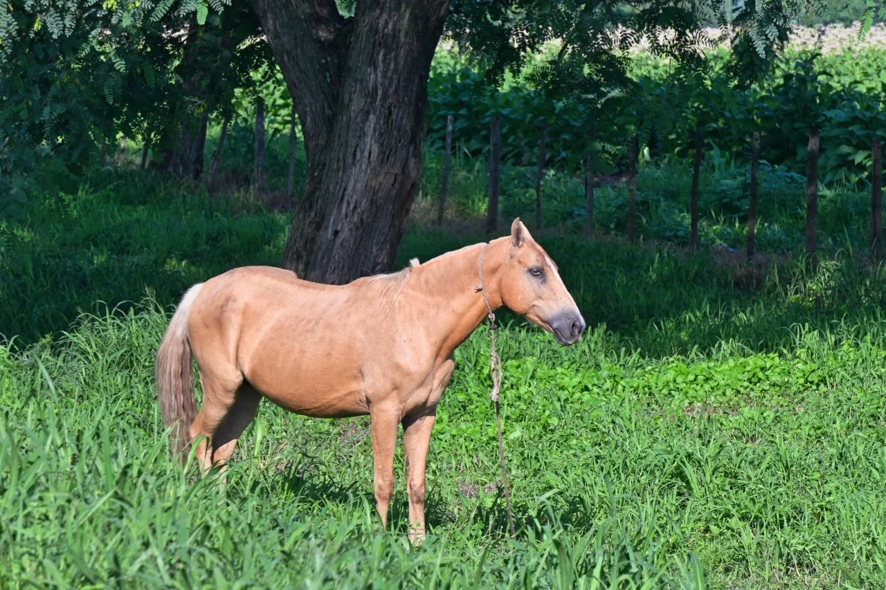  even horses are enjoying fresh grass