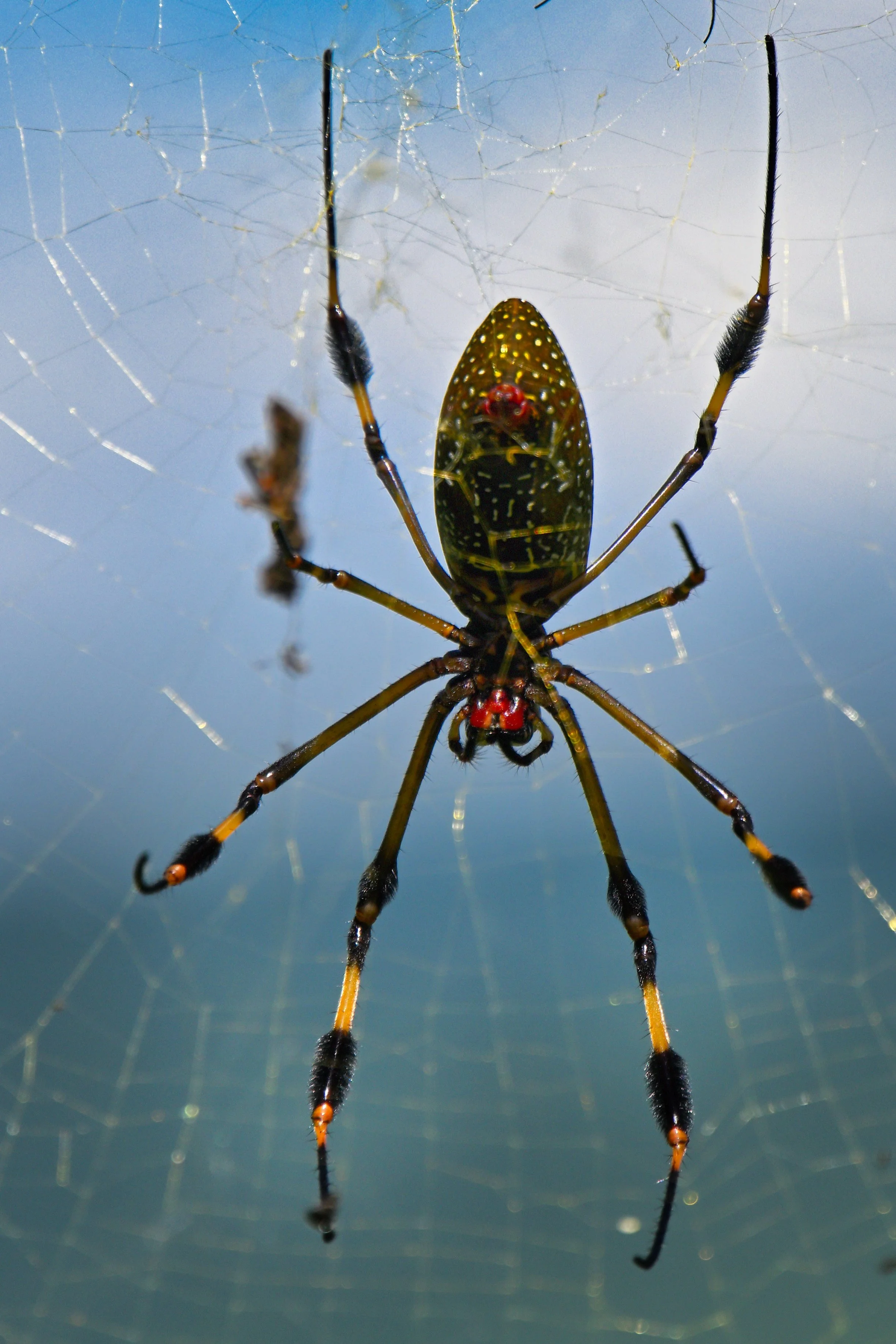 another cutie ... probably deadly venomous ...