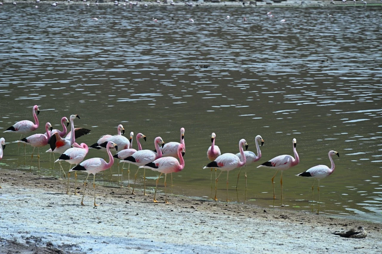  There is a whole gaggle of them.