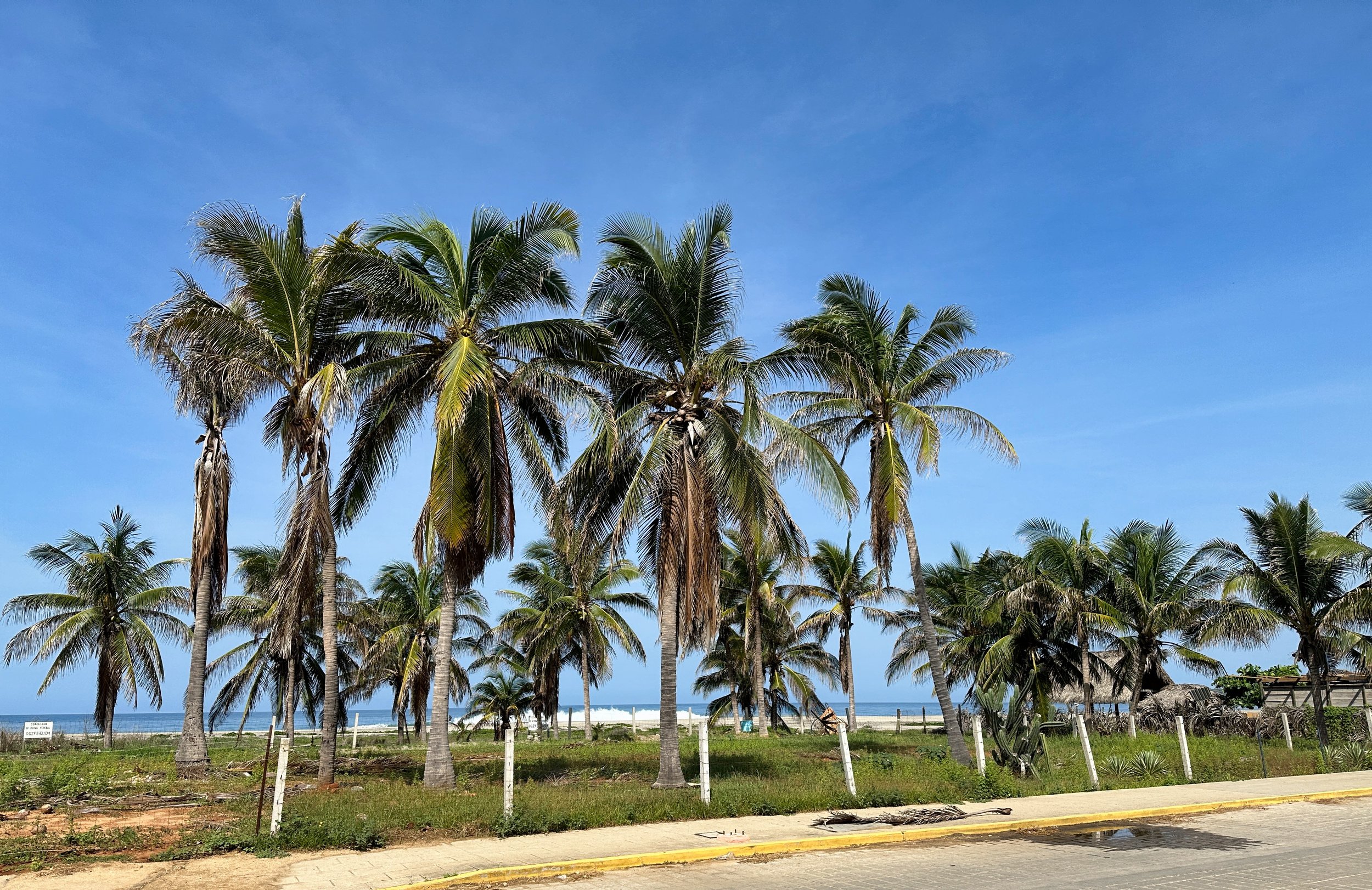 I love palm trees. They symbolize vacation, in my head at least