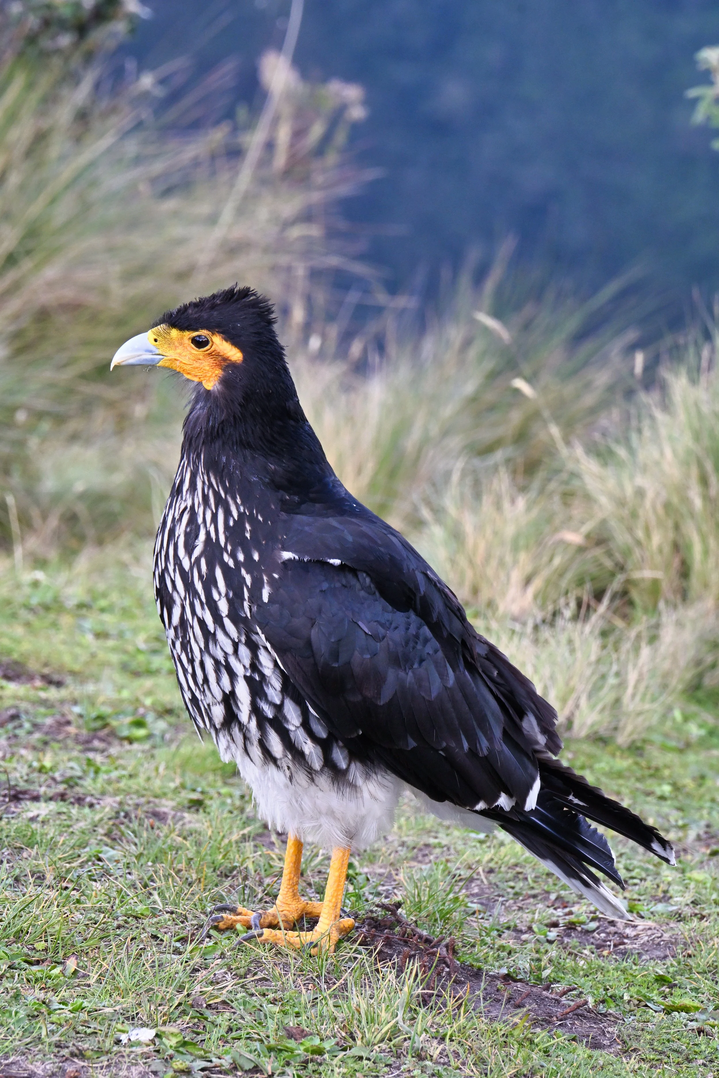 Carunculated Caracara - a falcon