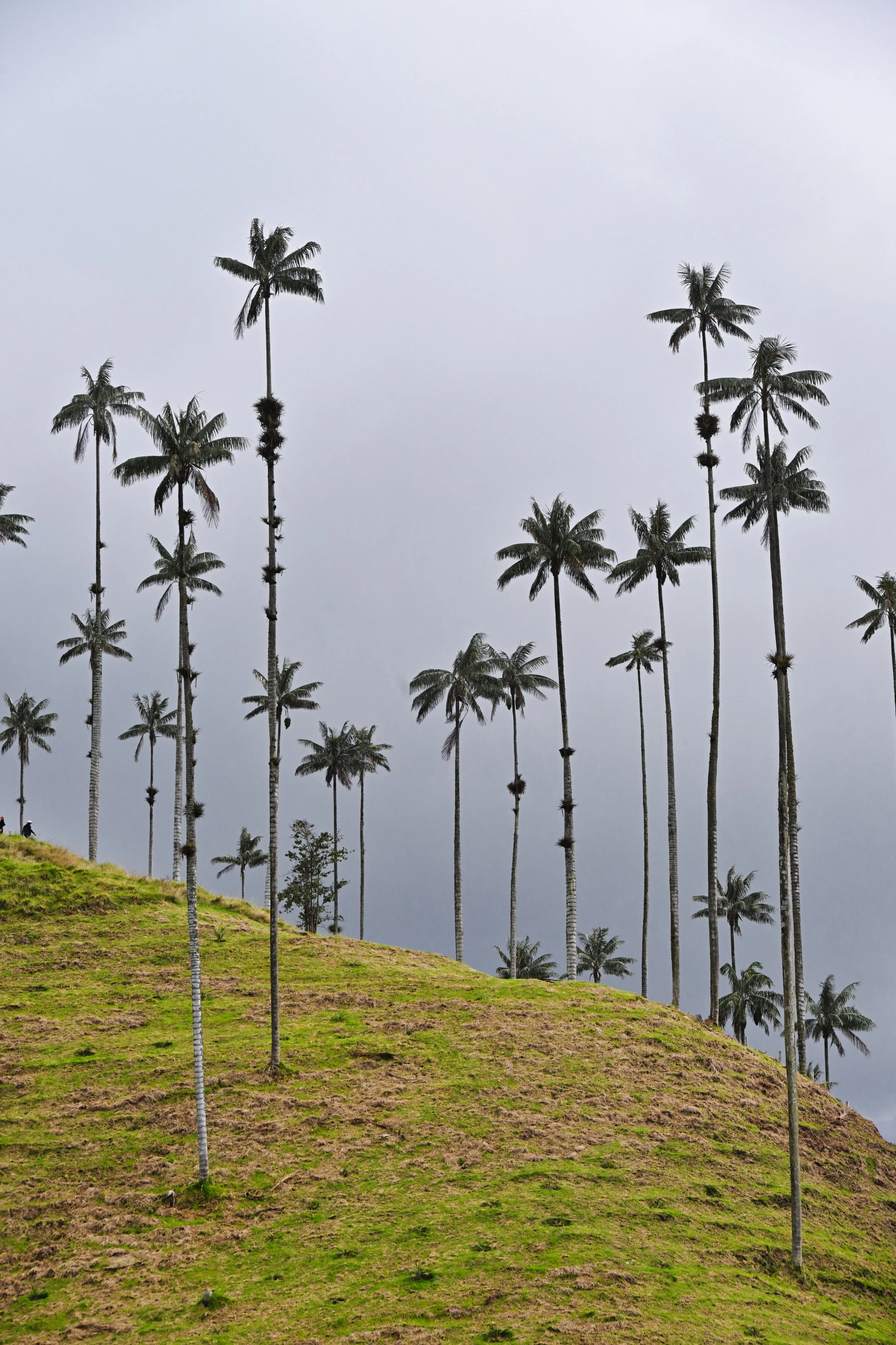 these trees are TALL