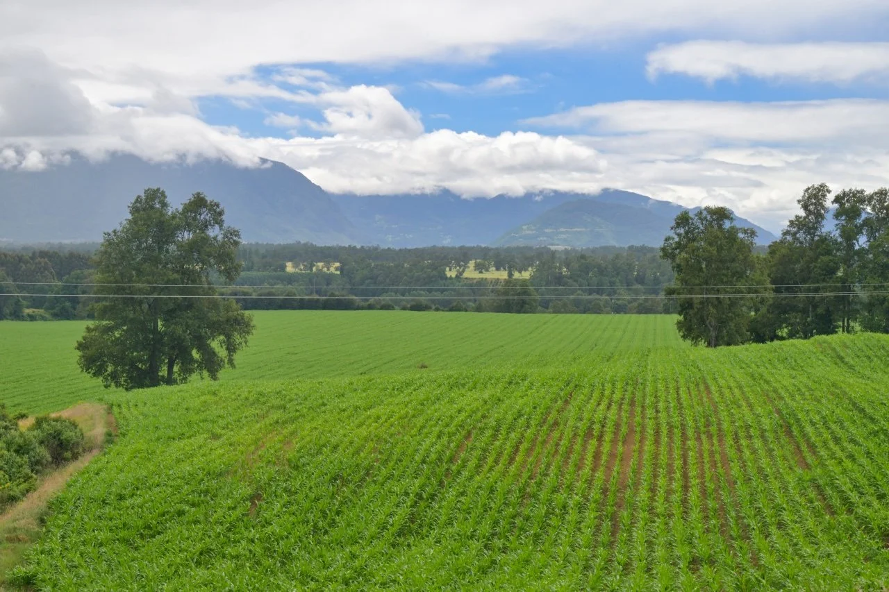  the fields are so green