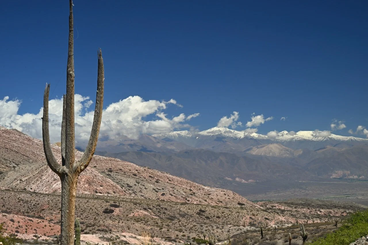 cactus, desert and snowy mountain