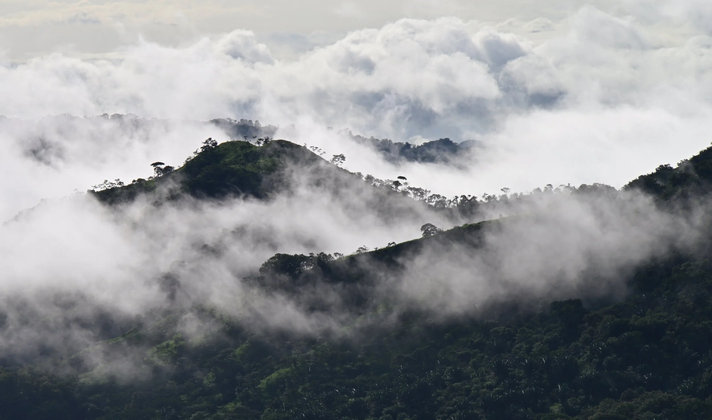morning fog over the forrest