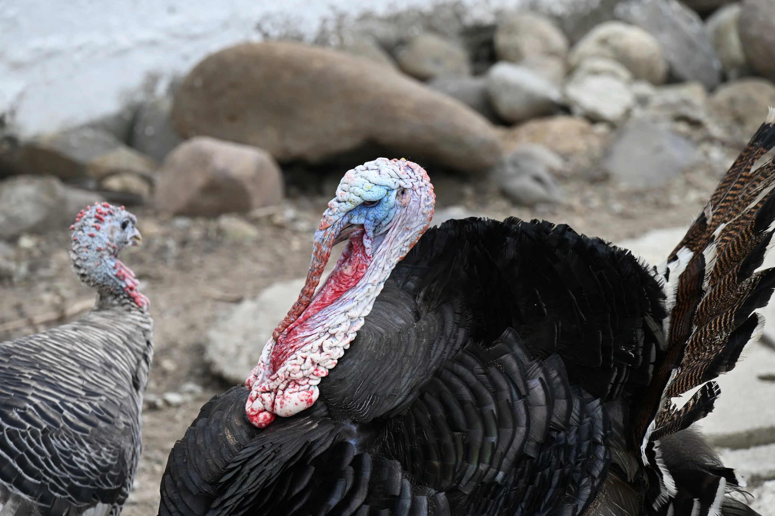 chatting up his girlfriend ....