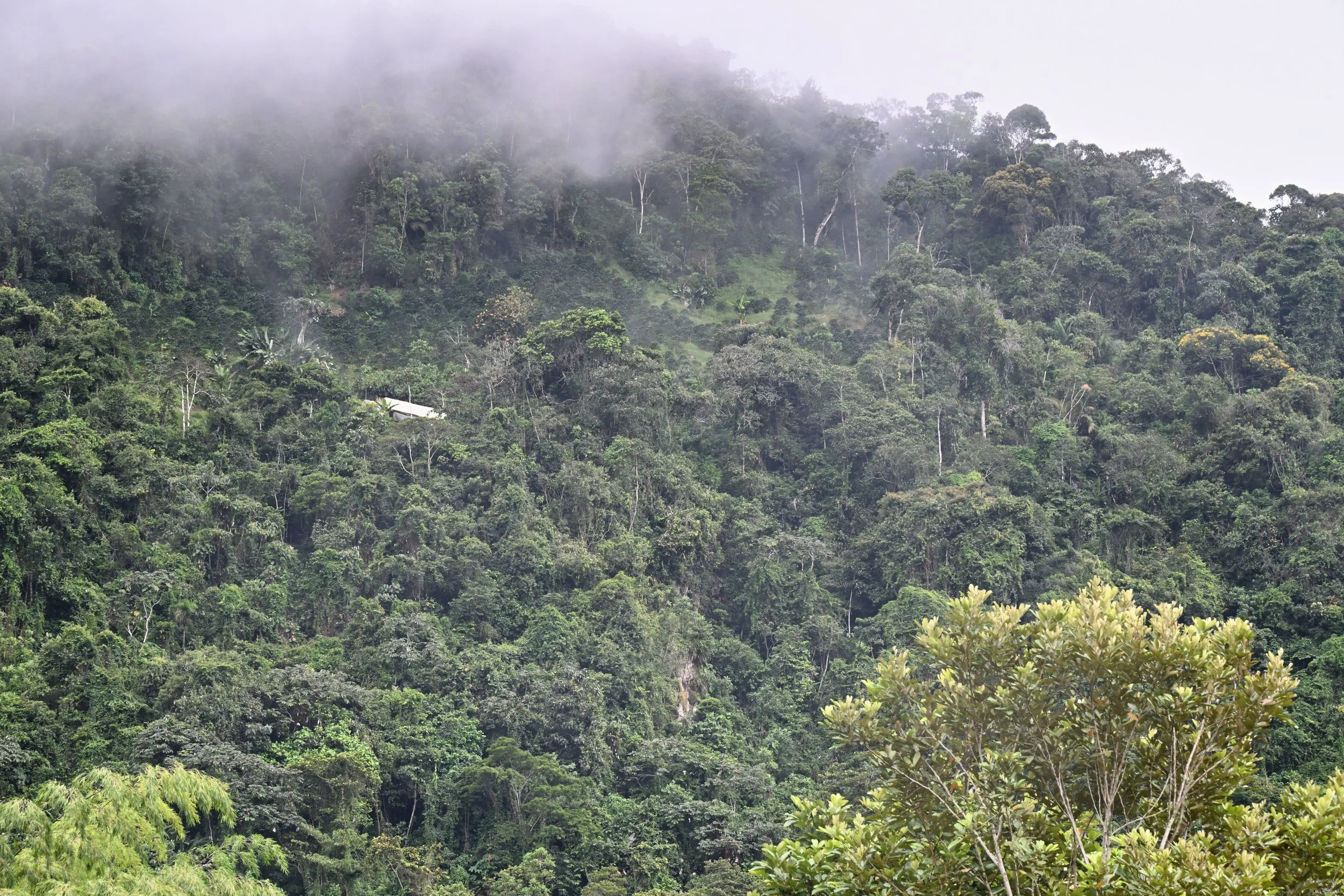 house on the side of the hill in the jungle. WHY...?