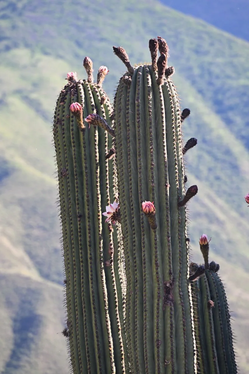  cacti blooming, must be summer