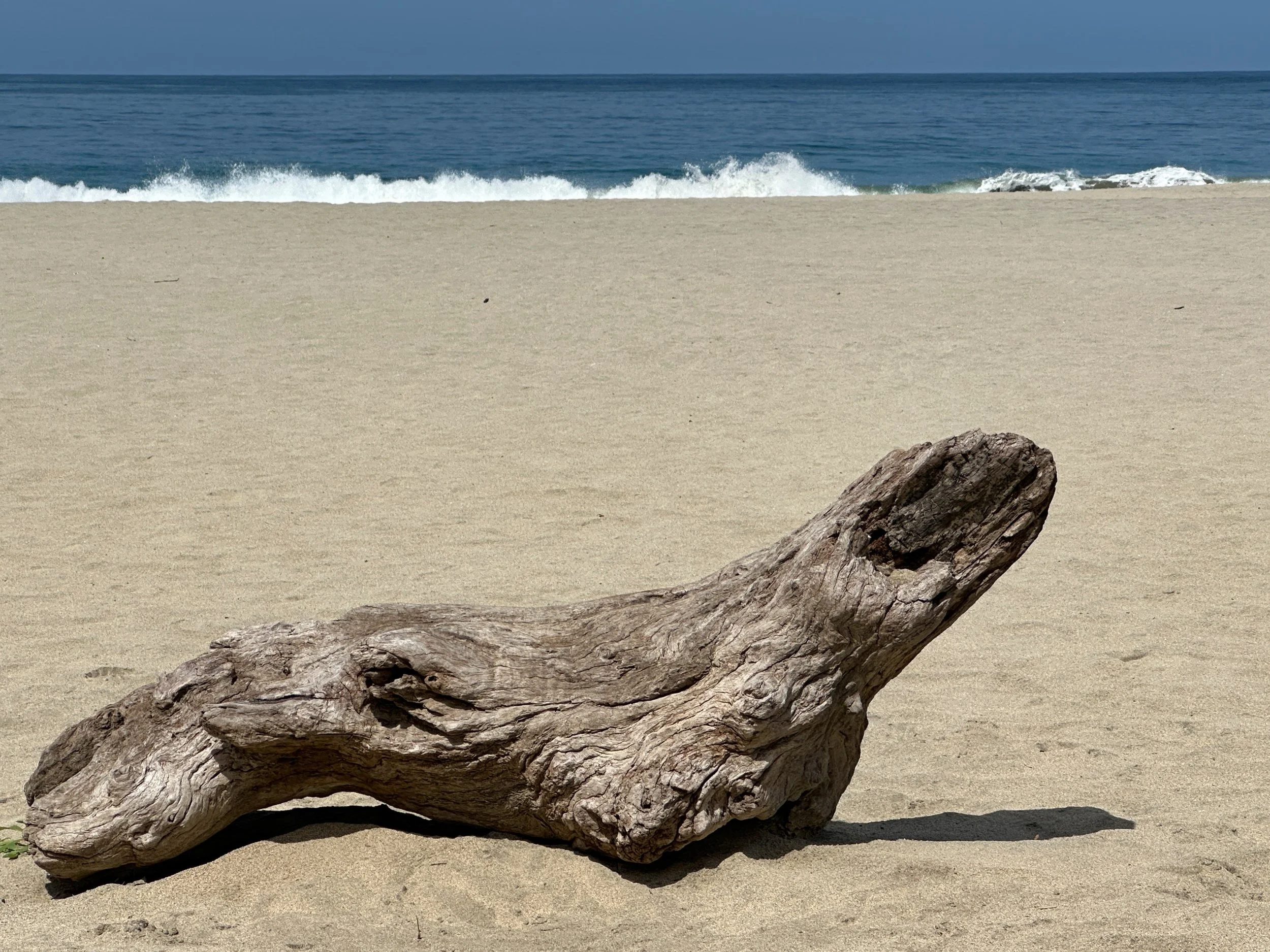 Anybody sees a wooden seal? Or I've had one Corona too many ...