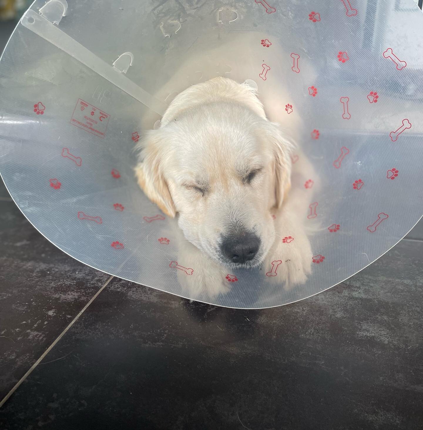 Mr Bear out here living his best life in his cone (kidding he&rsquo;s not a fan at all and after 4 days still does not know how to get around the house with it 😆) 

Bear has officially retired from Daddy duties! Looking after little puppies 16 weeks