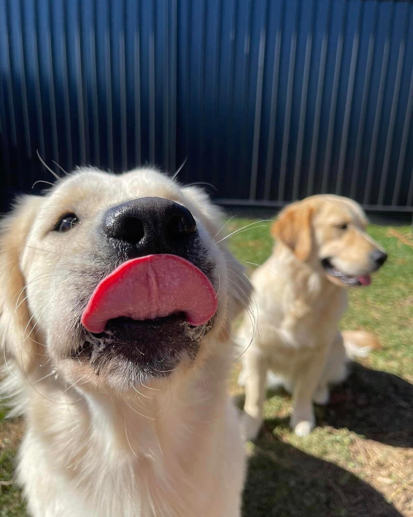 Milk 🥛 and Nala 🦁 

These babies are a whopping 10 months old now!! From our very first litter (Sunny x Bear 2022)

They have grown into such beautiful big babies, and the absolute spitting image of their mum and dad 🥰 so thankful they found such 