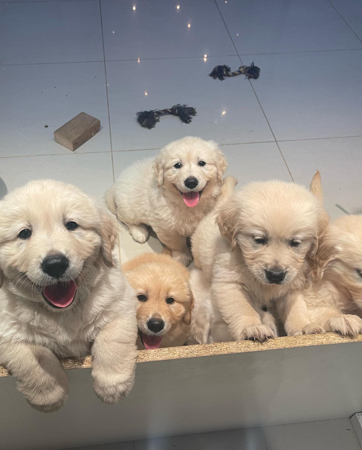 So excited for some more of these fluffy little babies to make their way to us 🥰🥰🥰 crossing our fingers and toes that Sunny&rsquo;s breeding was successful 🤞 watch this space! 

#sunshinecoast #sunshinecoastpuppies #ethicalbreeders #ethicalbreede
