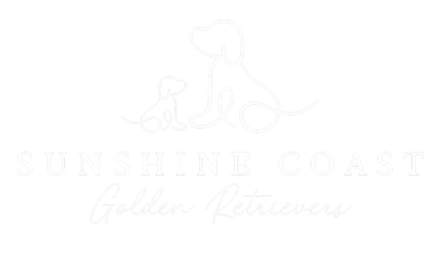 Sunshine Coast Golden Retrievers