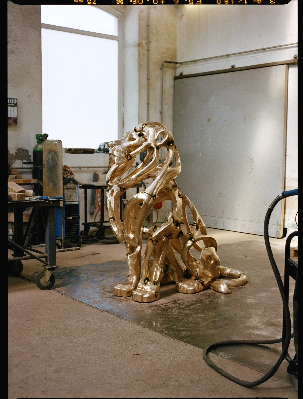 Richard Texier_lion.jpeg