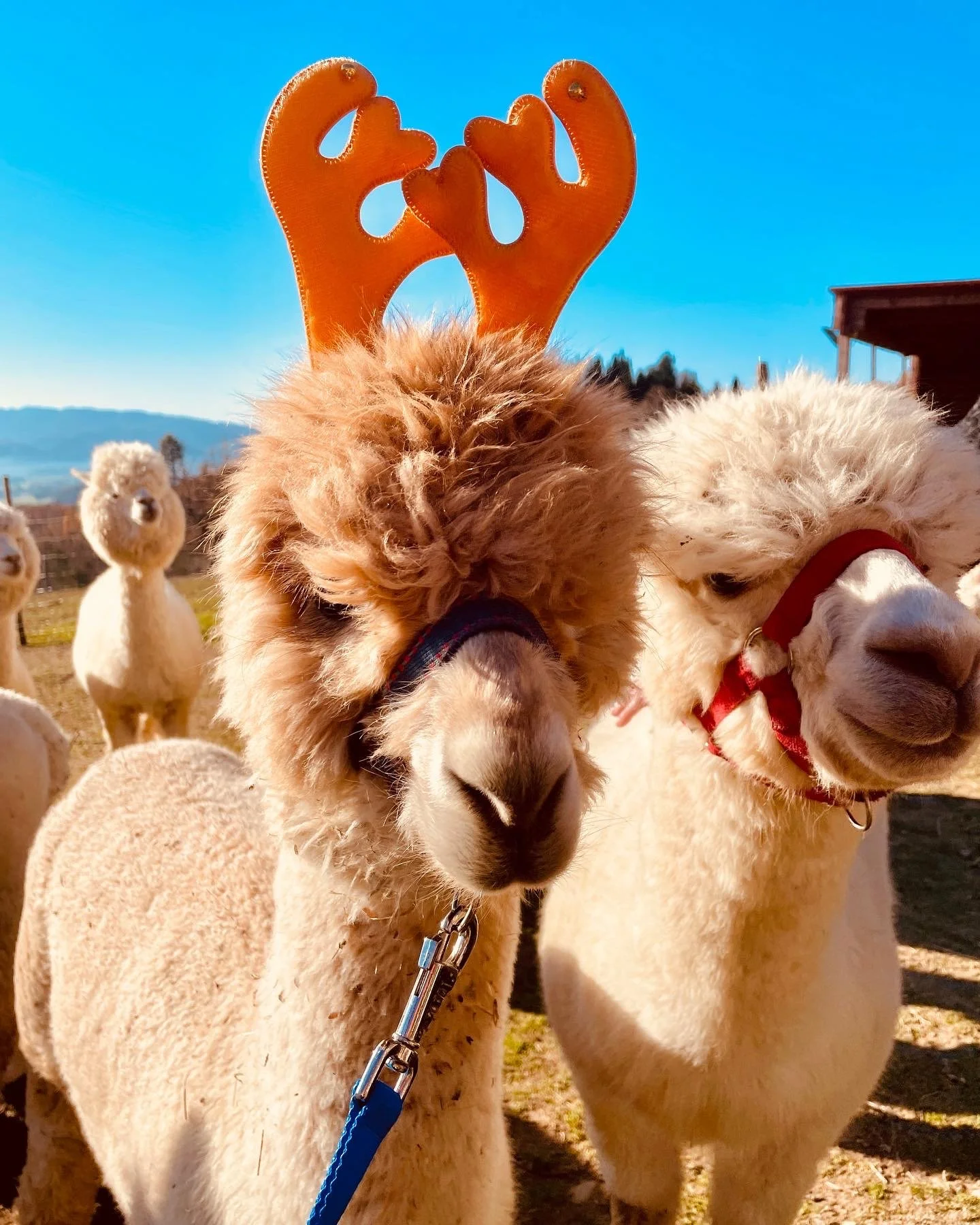 Gestione social media 