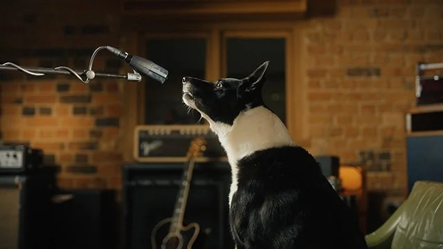  SENNHEISER 
 MD421 Kompakt