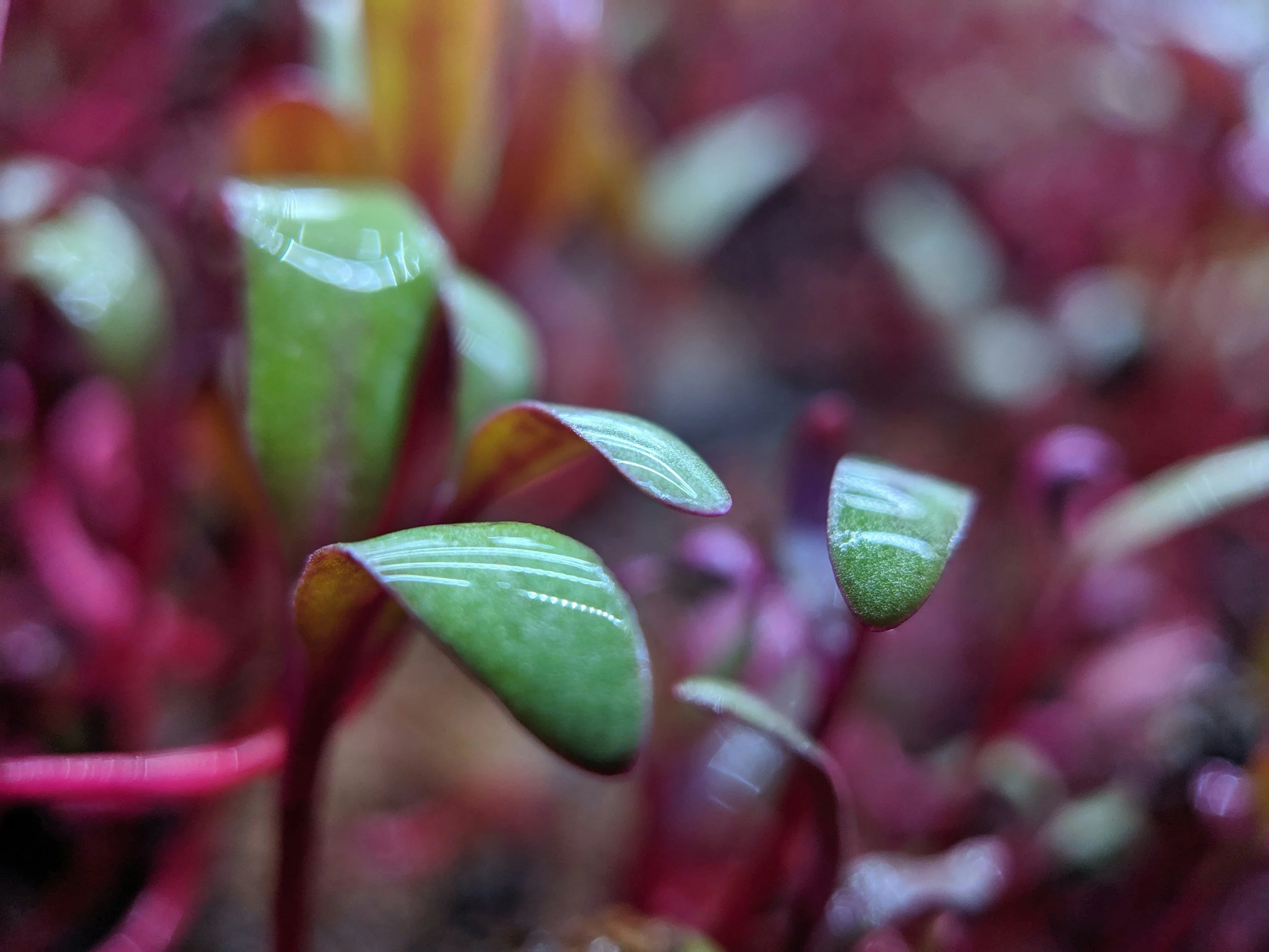 ADOLESCENT COUNSELLING AUSTRALIA