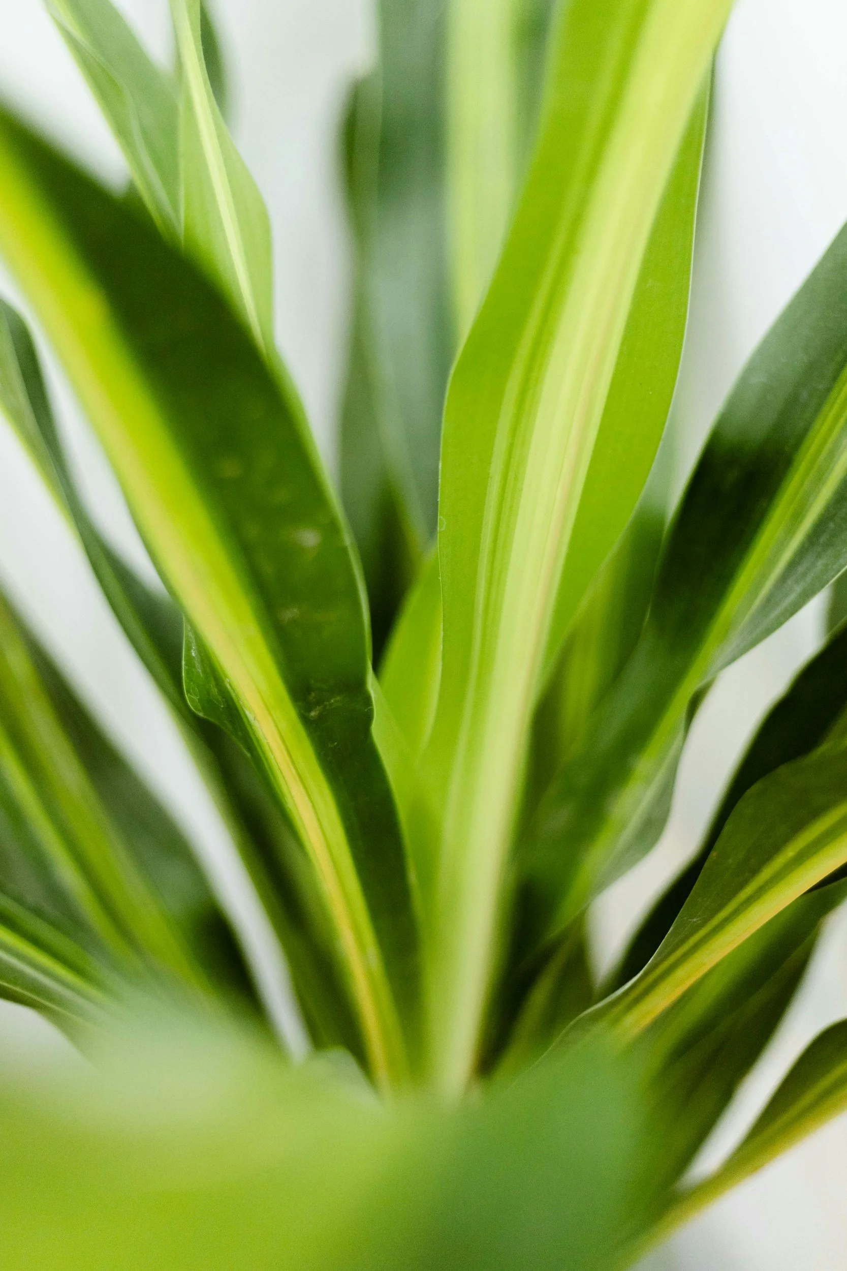 IINDIVIDUAL COUNSELLING AUSTRALIA